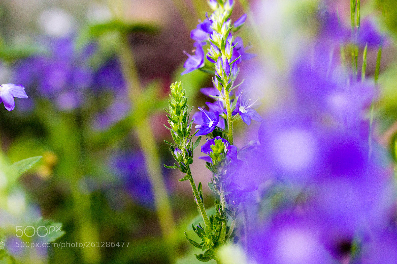 Canon EOS 600D (Rebel EOS T3i / EOS Kiss X5) sample photo. Flower garden photography