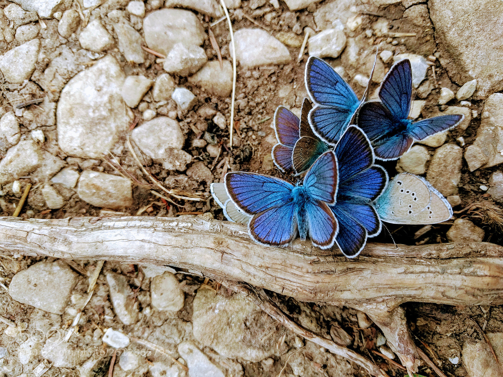 LG Nexus 5X sample photo. Modrasci na hovně photography