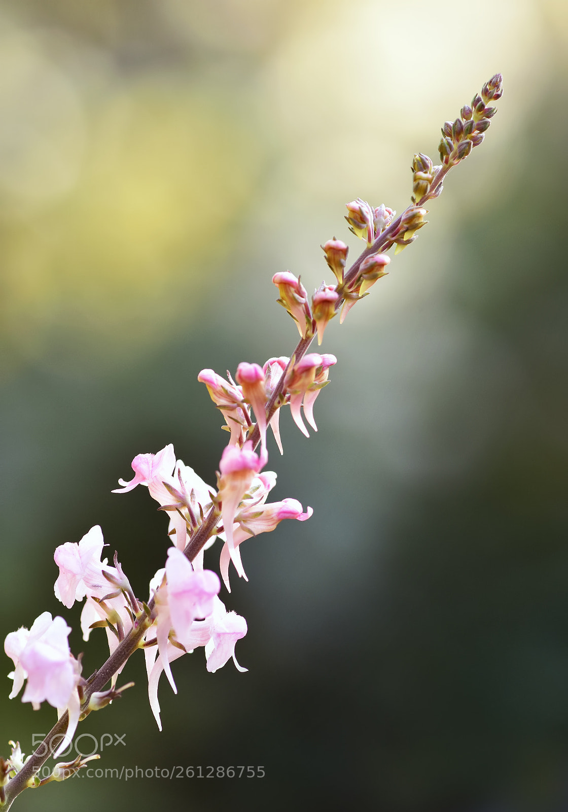 Nikon D7200 sample photo. Linaria purpurea photography