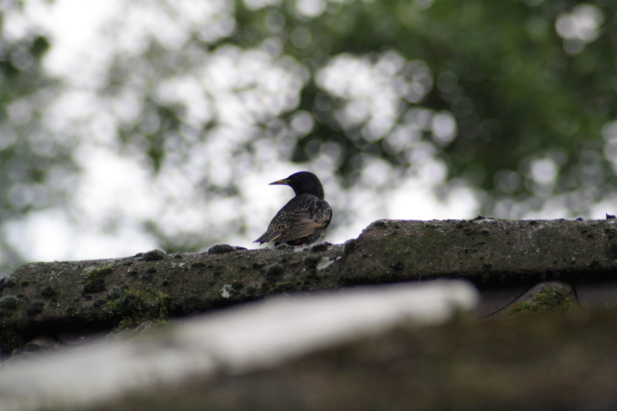 Canon EOS 1000D (EOS Digital Rebel XS / EOS Kiss F) sample photo. Starling photography