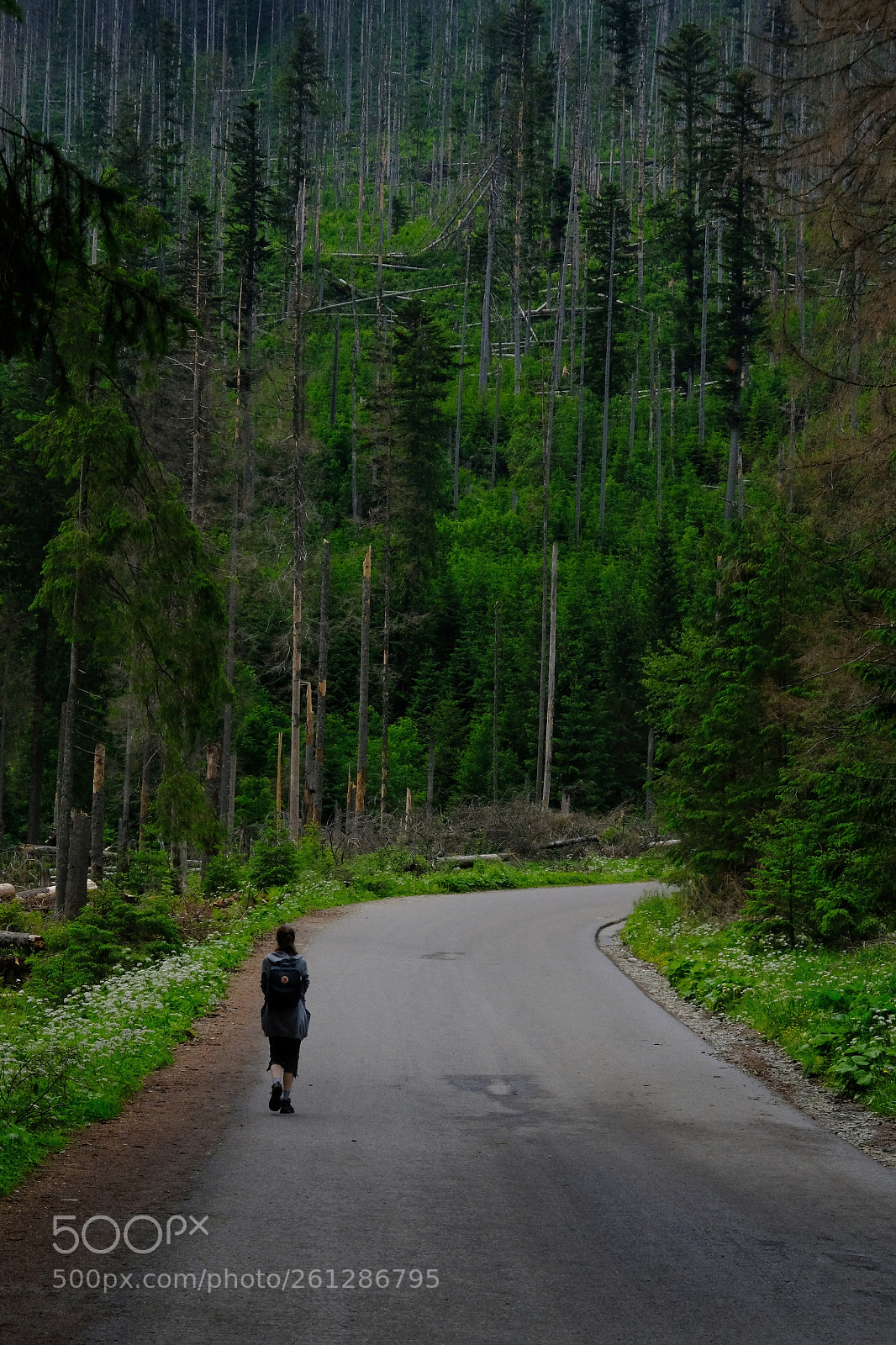 Fujifilm X-T20 sample photo. Road to morskie oko photography