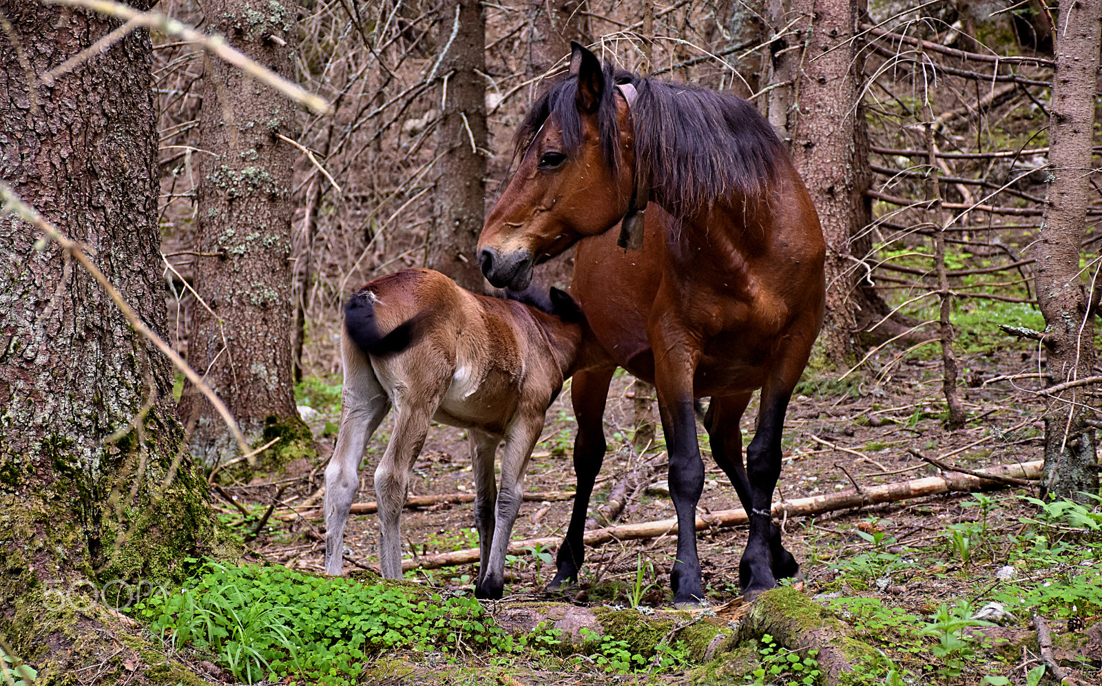 Nikon D7200 sample photo. Malyovitsa horses photography