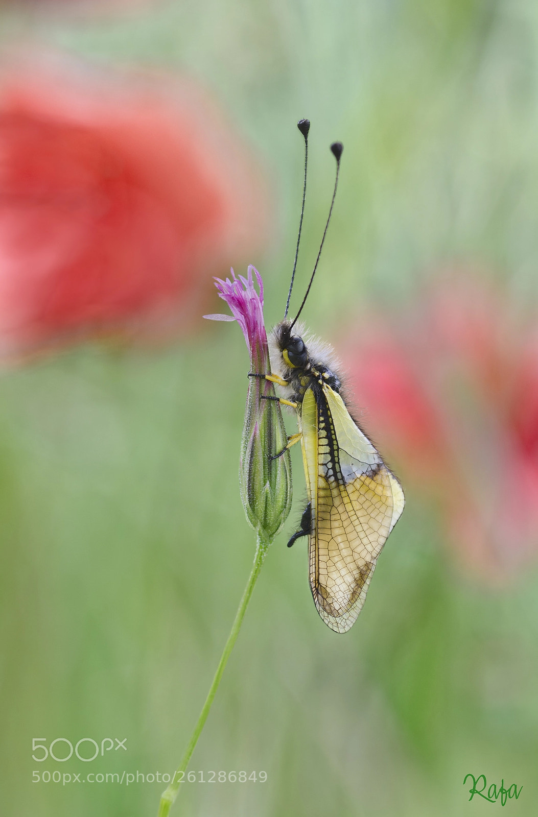 Nikon D7000 sample photo. Libelloides photography