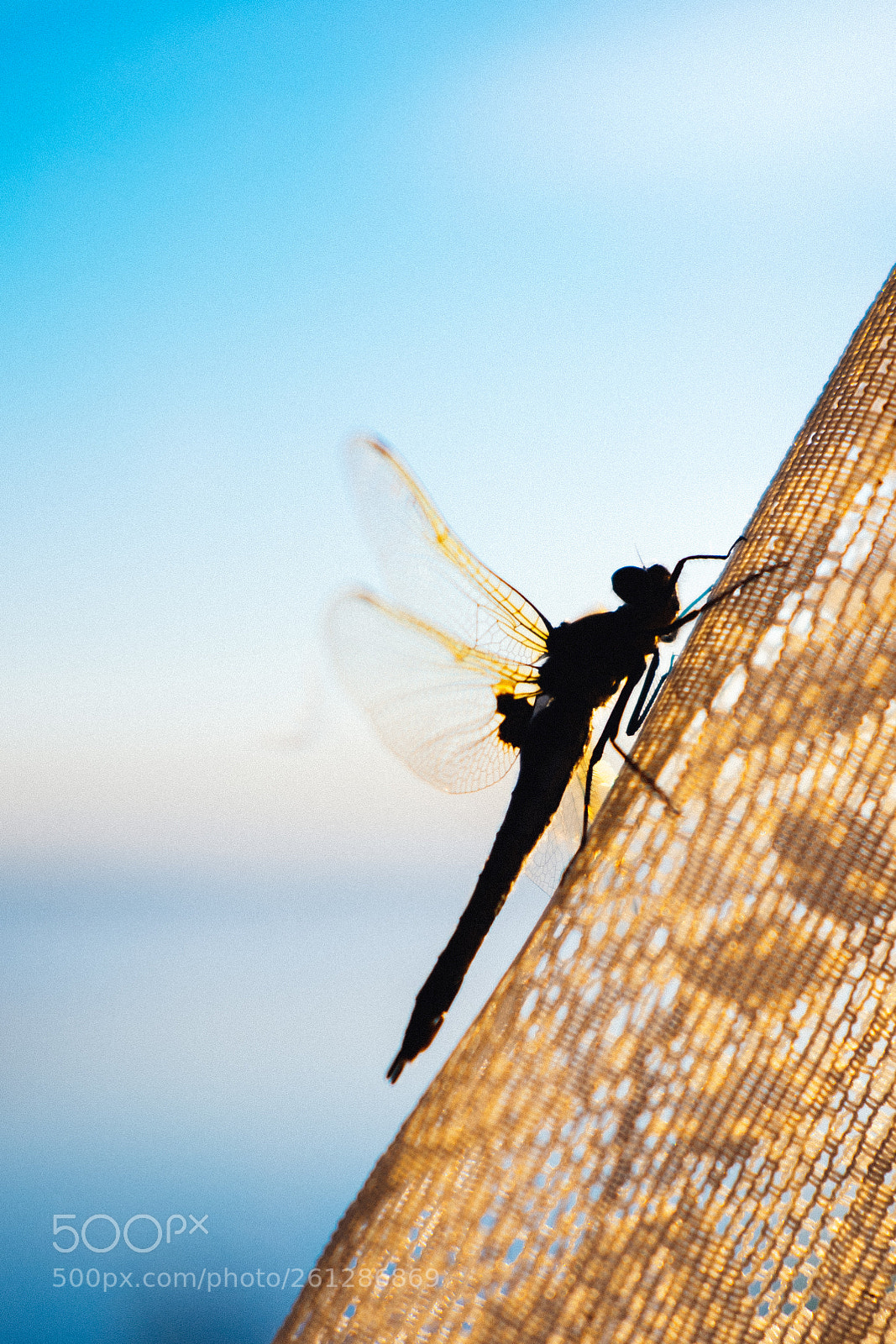 Fujifilm X-T1 sample photo. Dragonfly photography