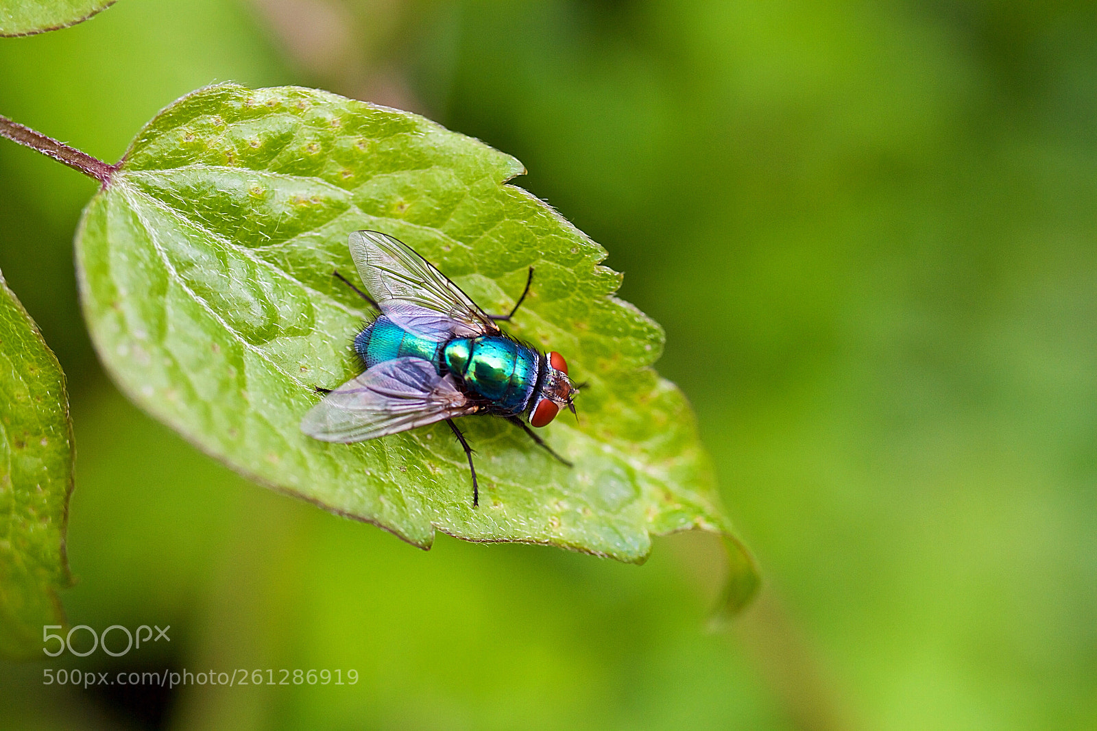 Canon EOS 7D sample photo. Lucilia sericata - groene photography