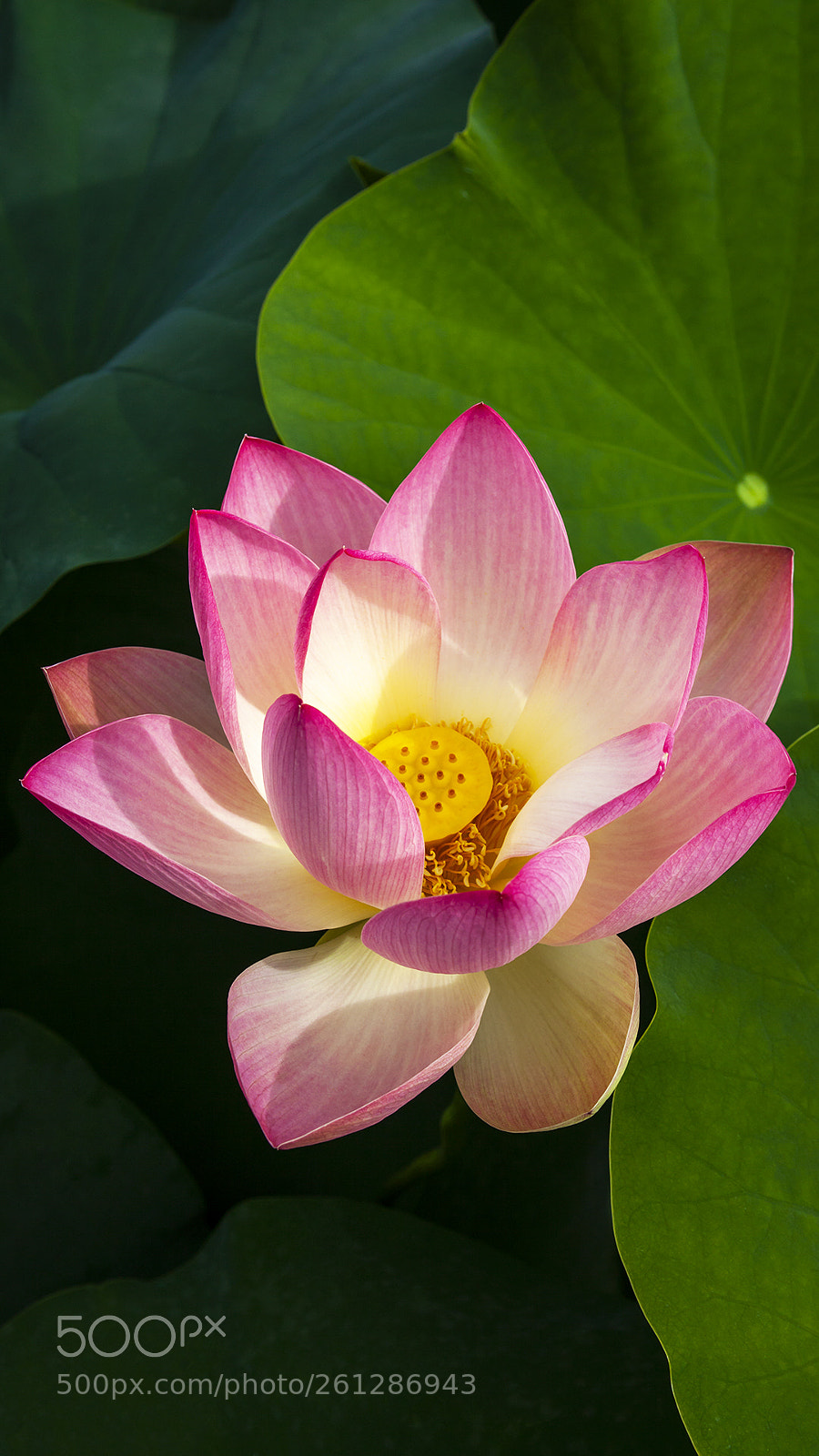Canon EOS 5D Mark II sample photo. Lotusblüte, lotus flower photography