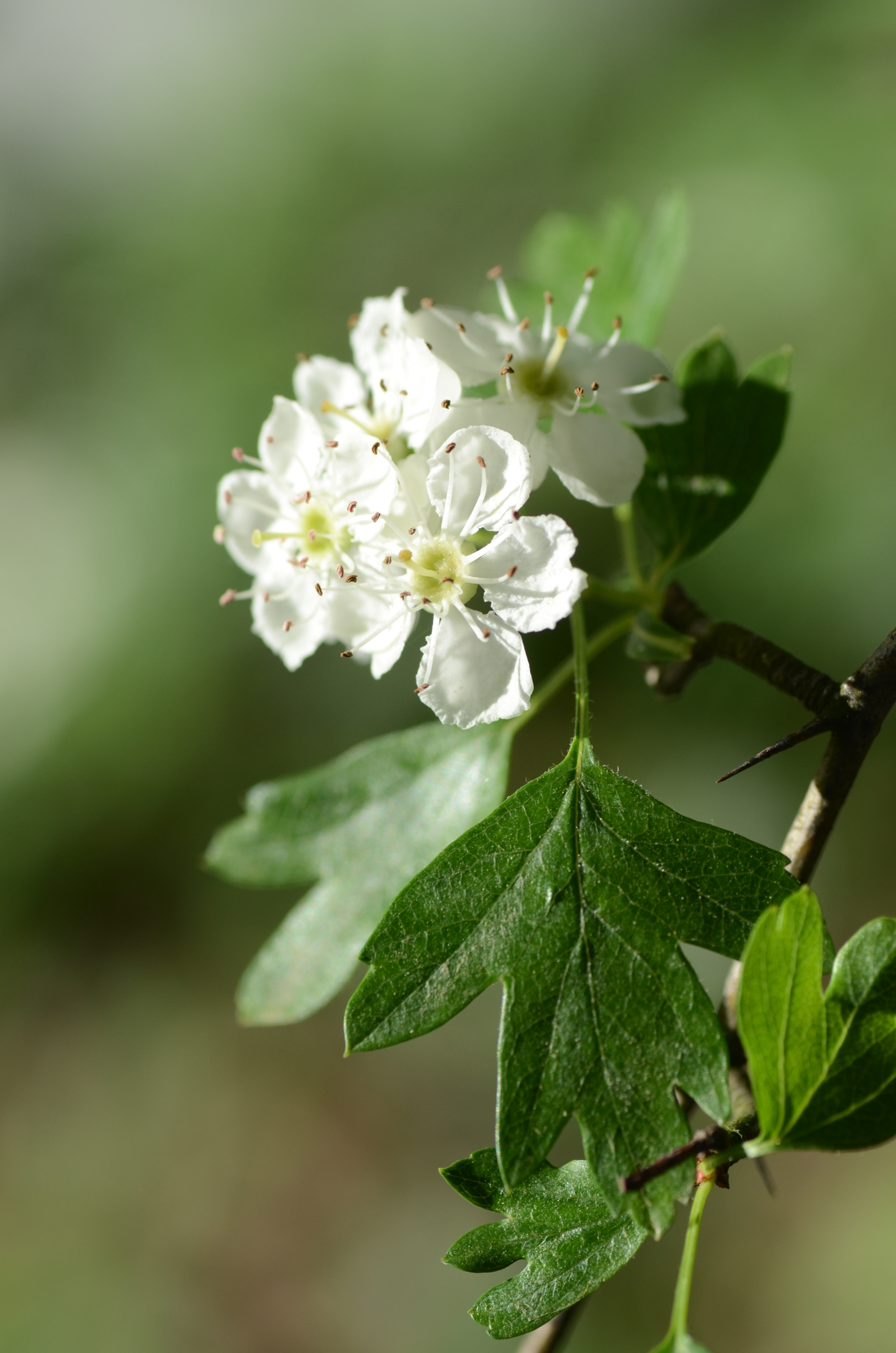 Nikon D7000 sample photo. Crataegus monogyna photography