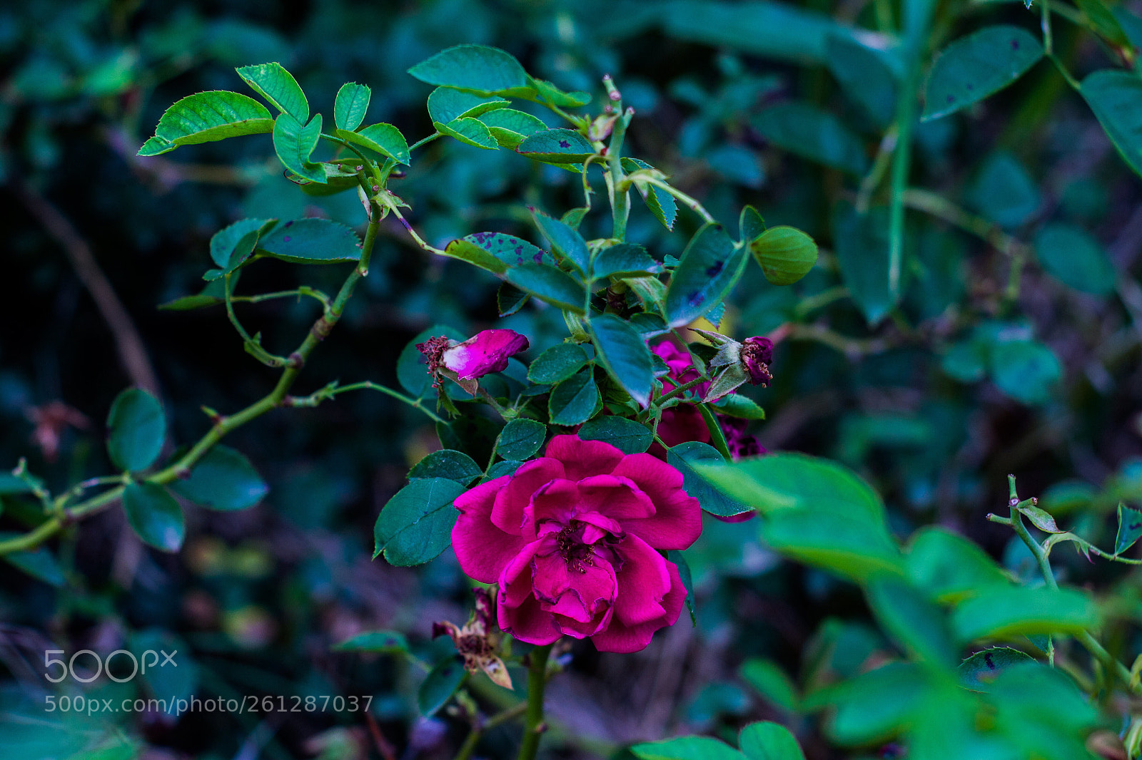 Canon EOS 1100D (EOS Rebel T3 / EOS Kiss X50) sample photo. Rose photography