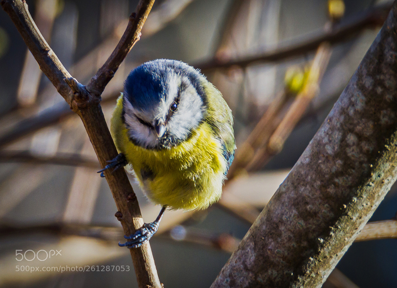 Canon EOS 7D sample photo. Bluetit photography
