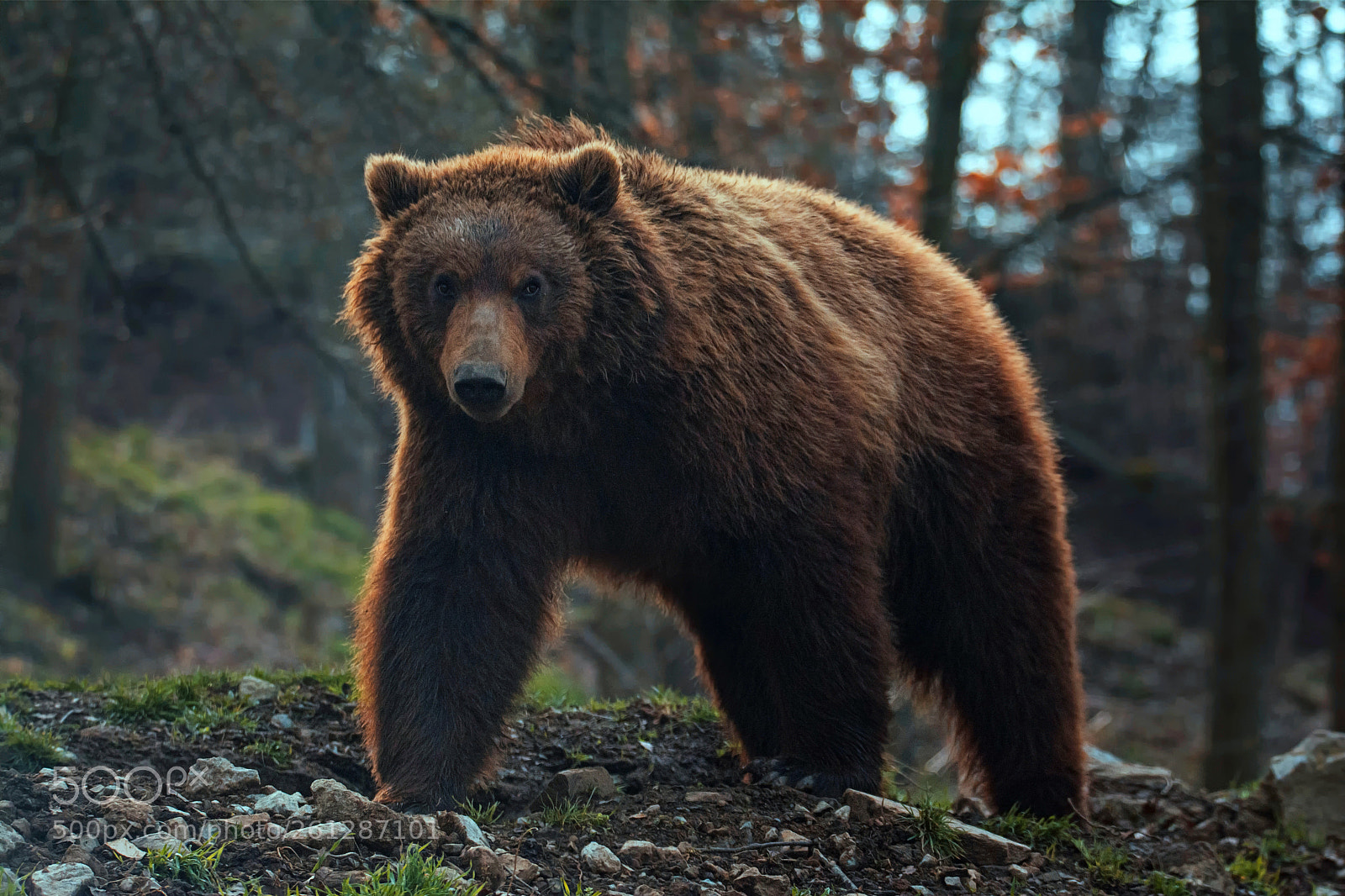 Nikon D7100 sample photo. Brown bear photography