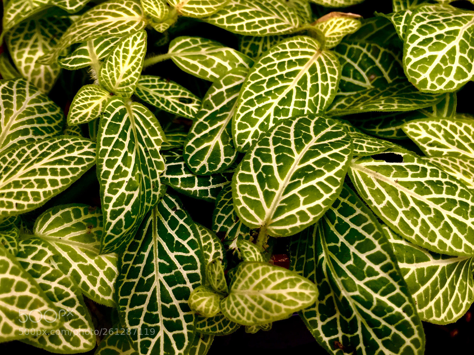 Apple iPhone 6 sample photo. Untitled photography