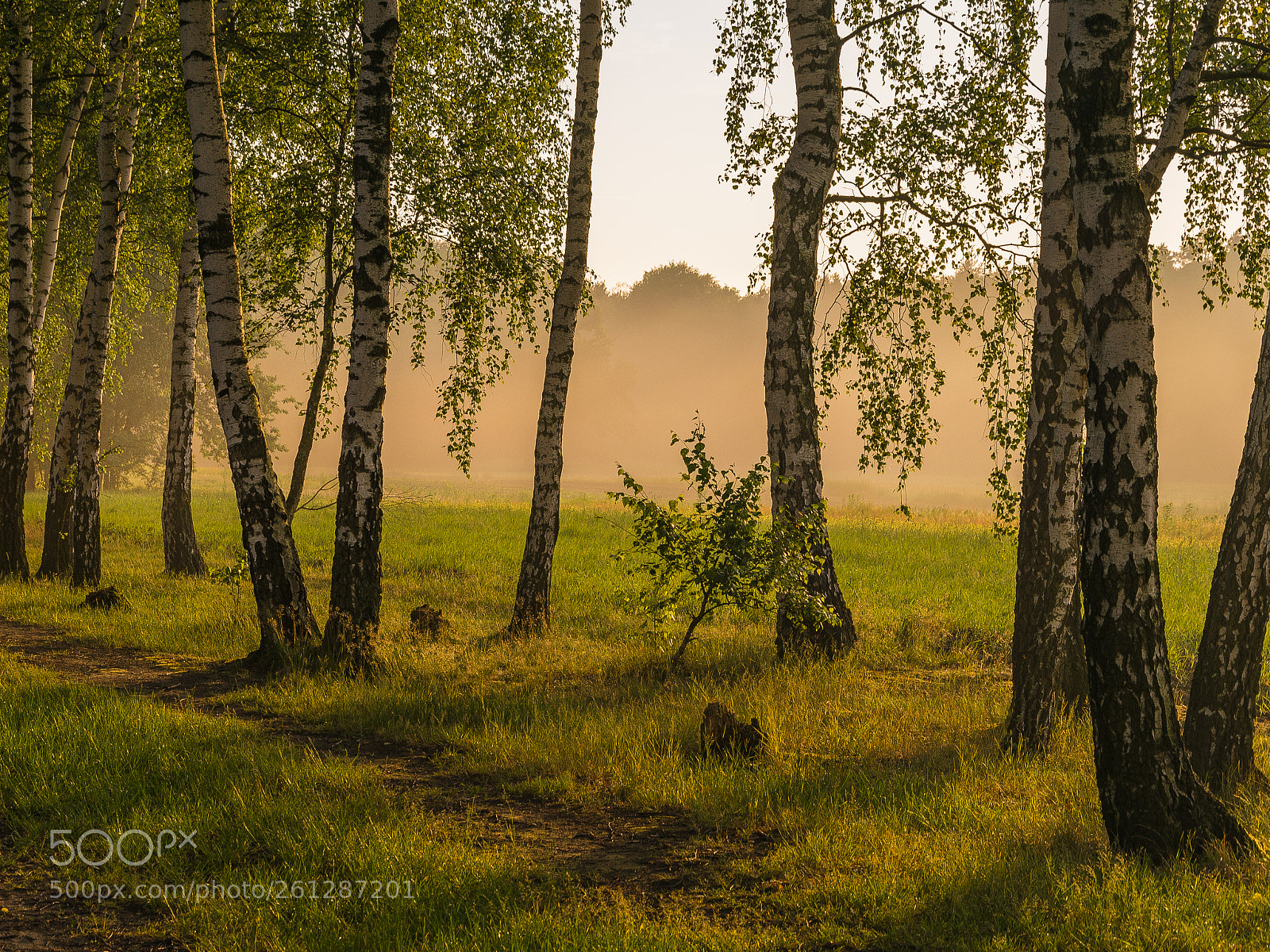 Nikon D3300 sample photo. Foggy sunset in kabacki photography