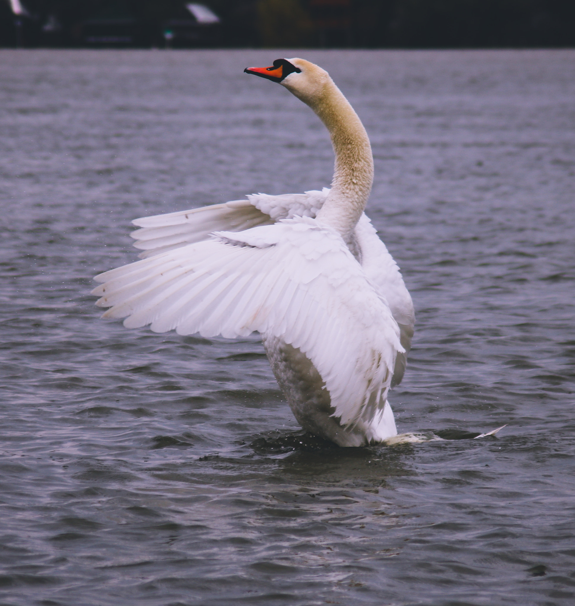 Canon EOS 760D (EOS Rebel T6s / EOS 8000D) sample photo. Spread my wings photography