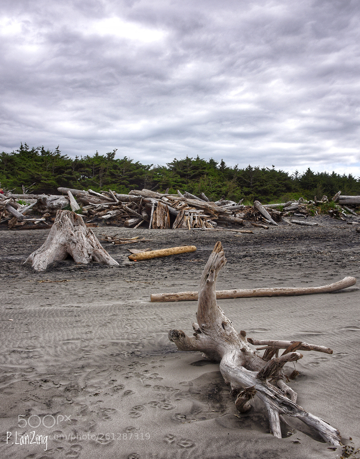 Nikon D810 sample photo. Driftwood beach, washington photography