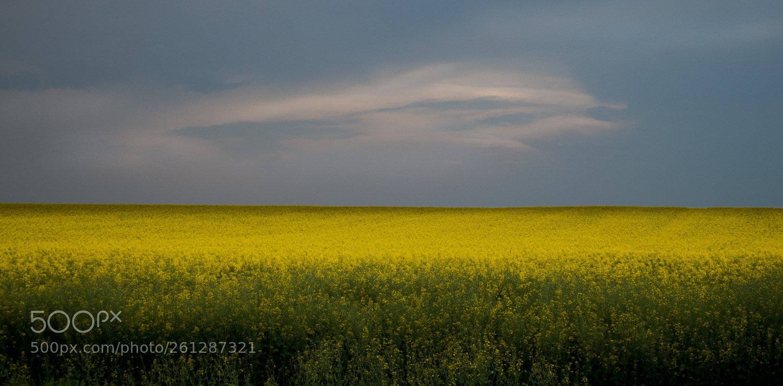 Canon PowerShot SX50 HS sample photo. Rapeseed photography
