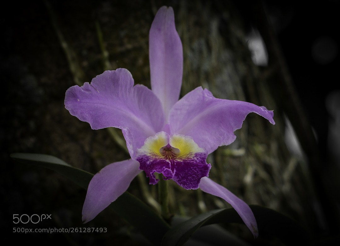 Canon EOS 700D (EOS Rebel T5i / EOS Kiss X7i) sample photo. Orchid photography