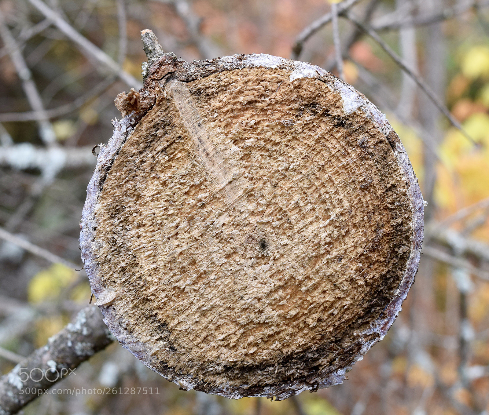 Nikon D3300 sample photo. The life of a photography