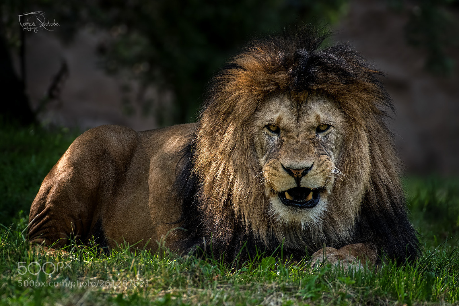 Nikon D750 sample photo. The barbary lion panthera photography