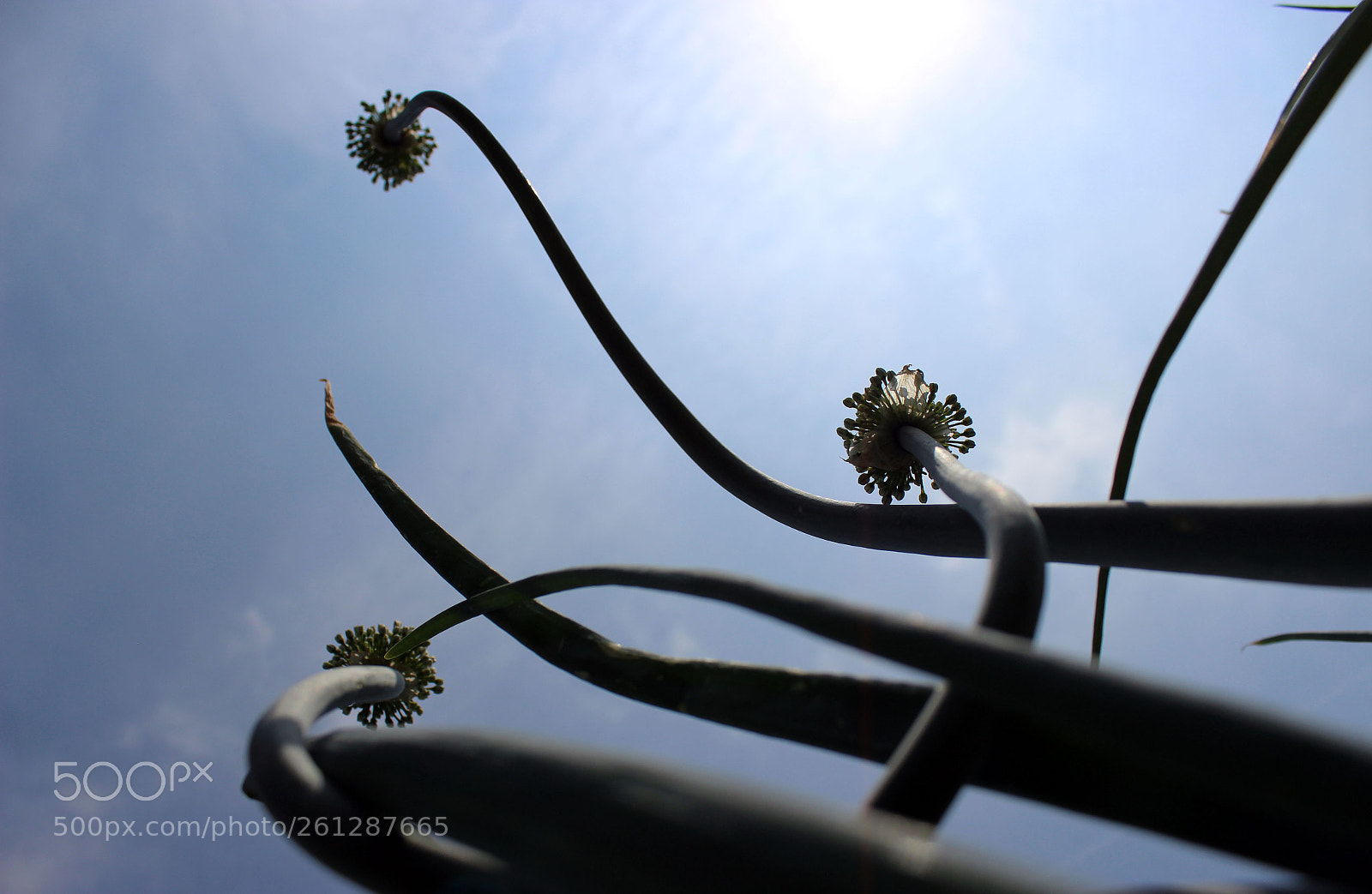 Canon EOS 600D (Rebel EOS T3i / EOS Kiss X5) sample photo. I giganti dell'orto photography