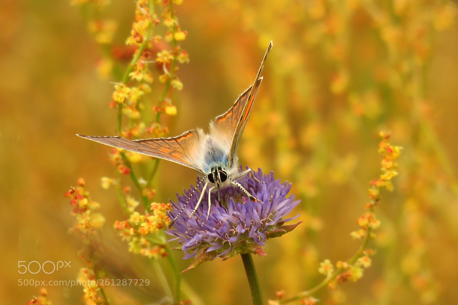 Canon PowerShot SX60 HS sample photo. Lycaena alciphron photography