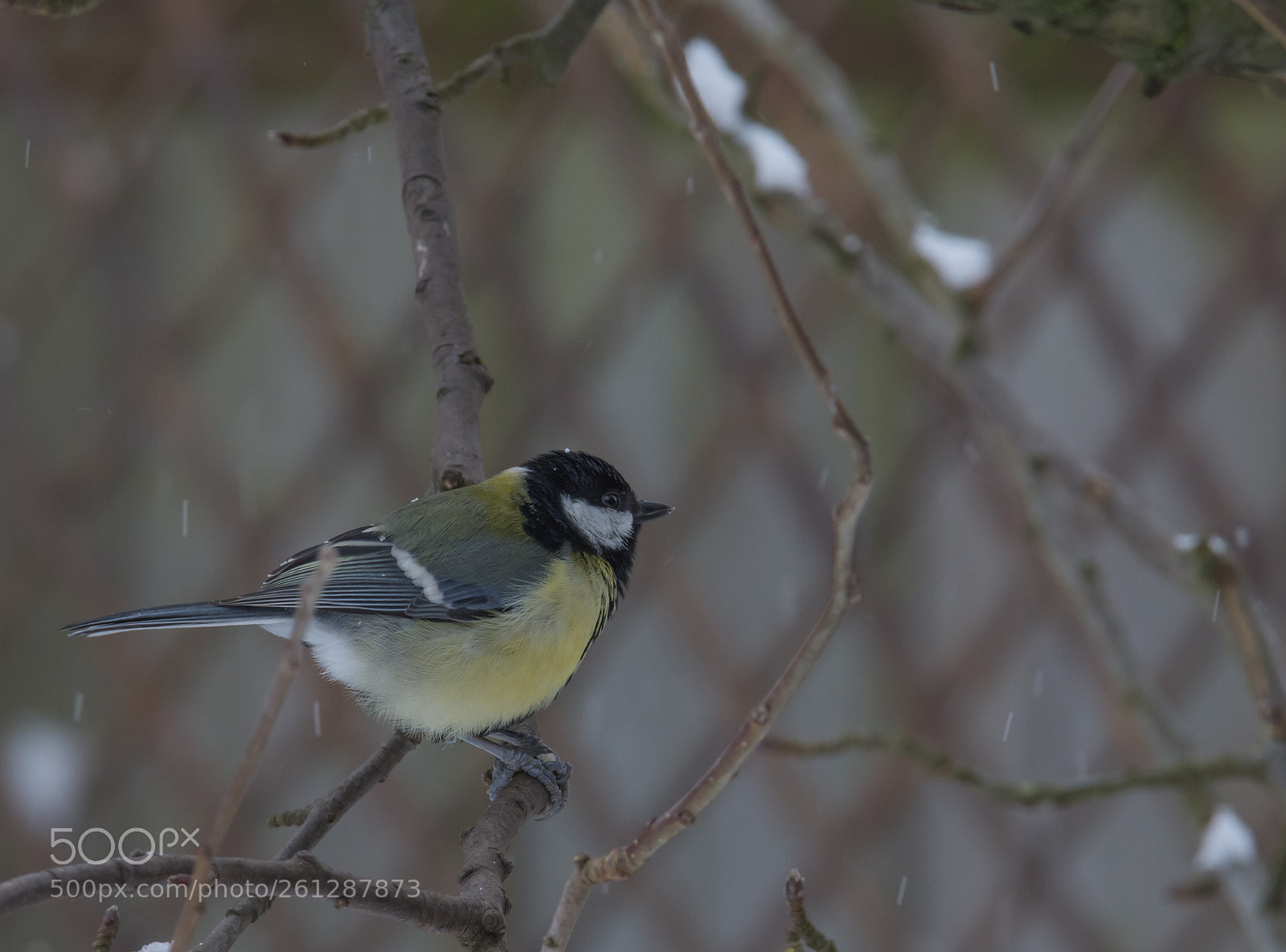 Nikon D7200 sample photo. Great tit in the photography