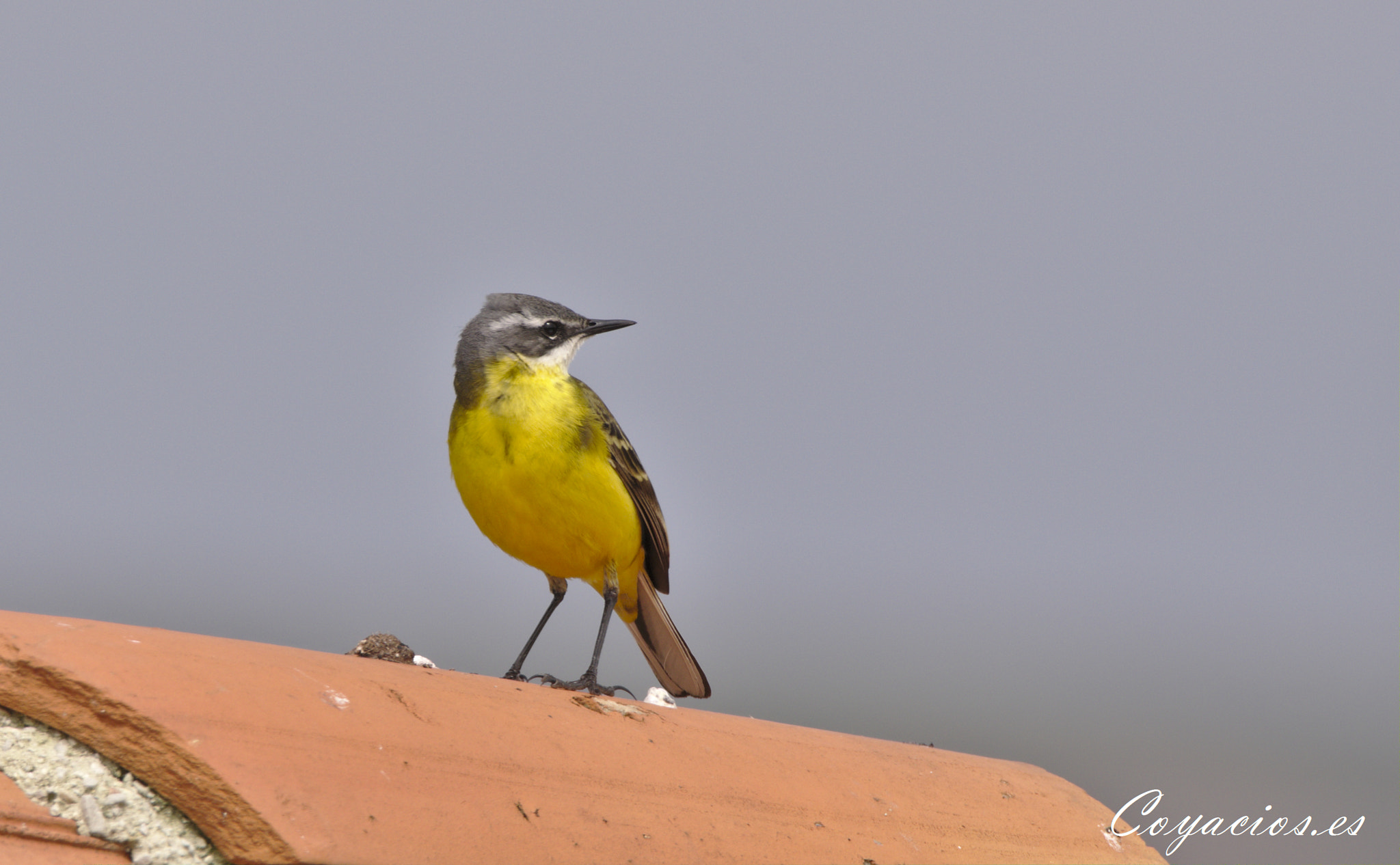 Canon EOS 7D Mark II sample photo. Sobre el tejado photography