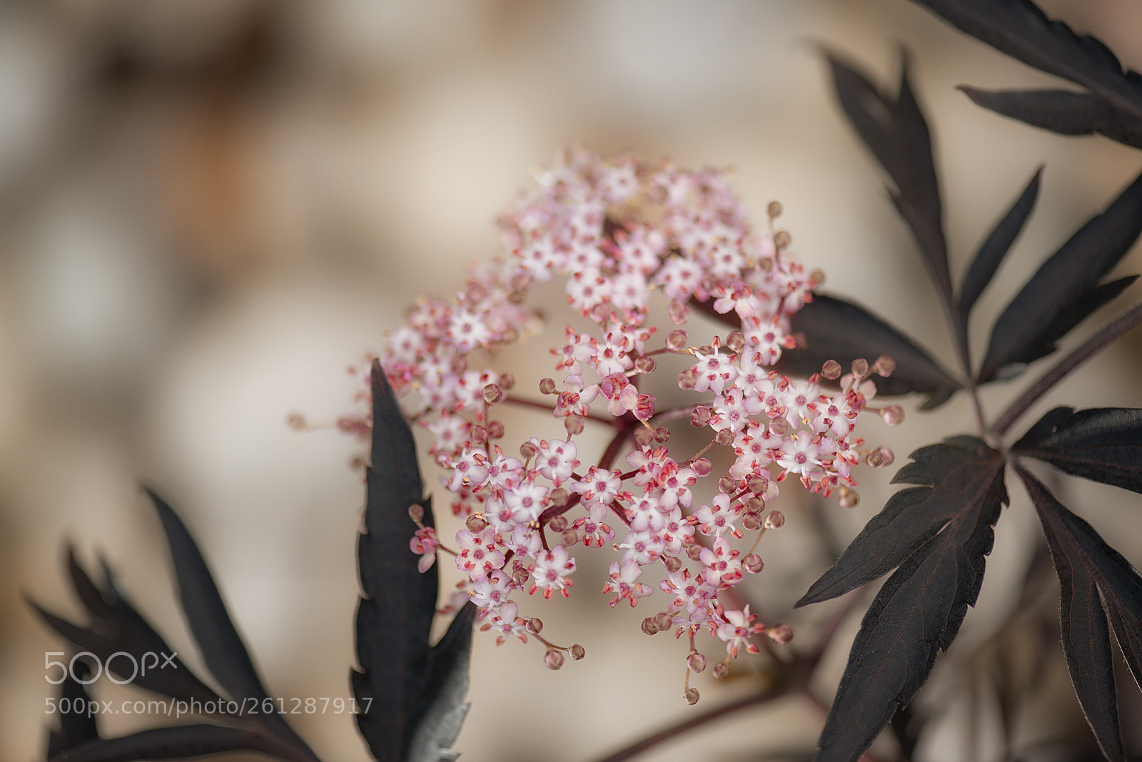 Nikon D800 sample photo. Flowers photography