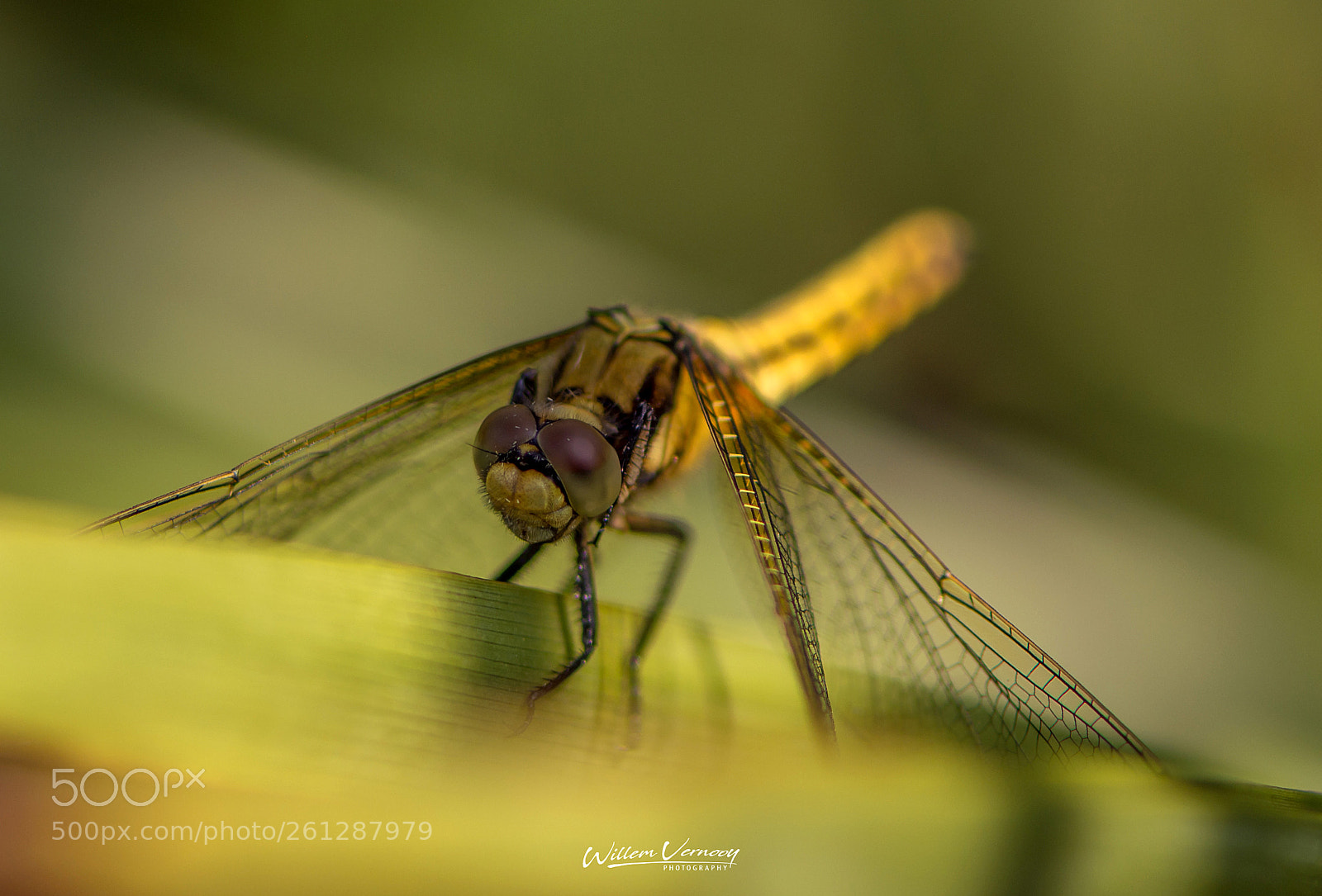 Nikon D5200 sample photo. Libelle,....summertime 2018 photography