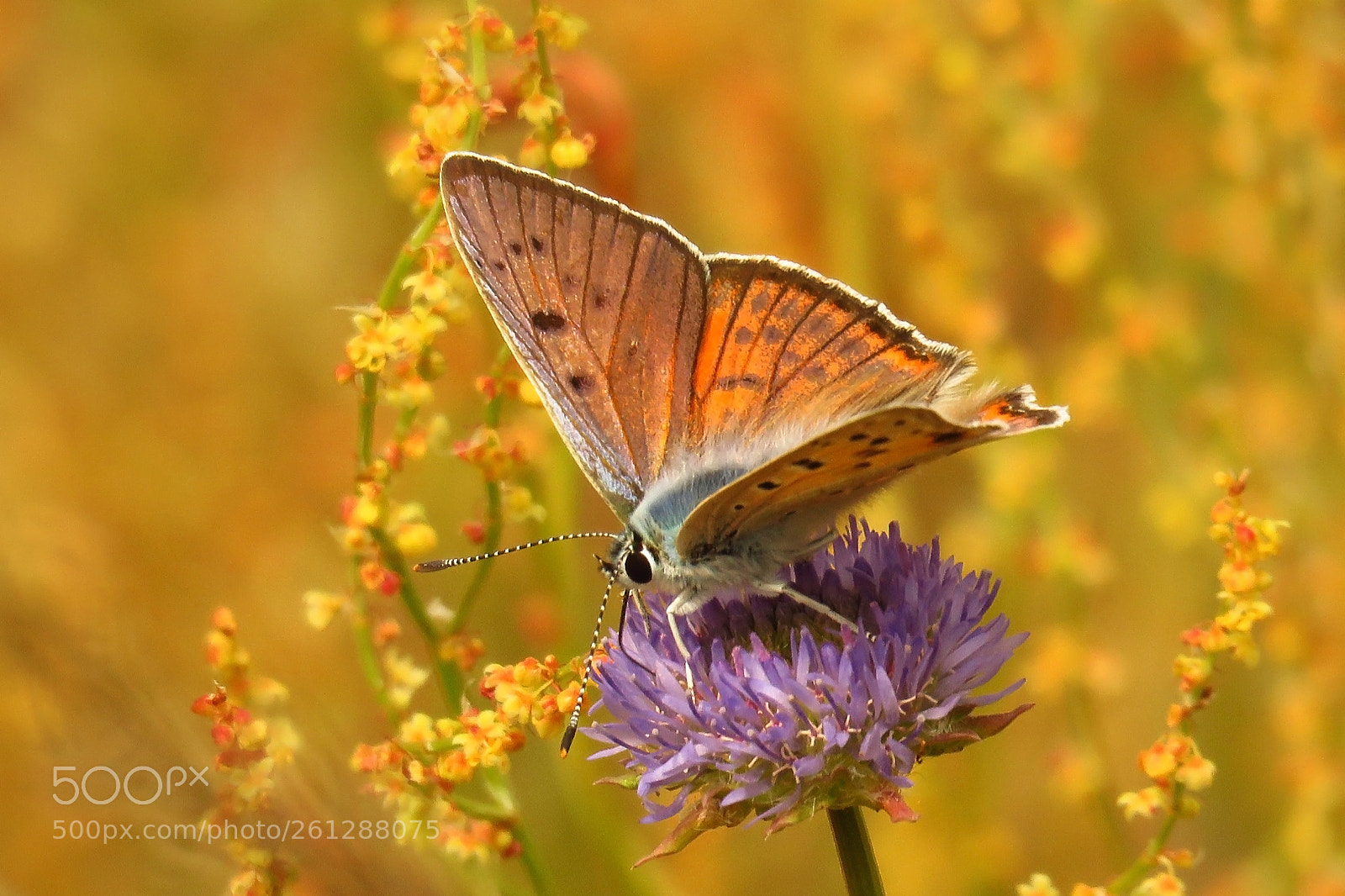 Canon PowerShot SX60 HS sample photo. Lycaena alciphron photography