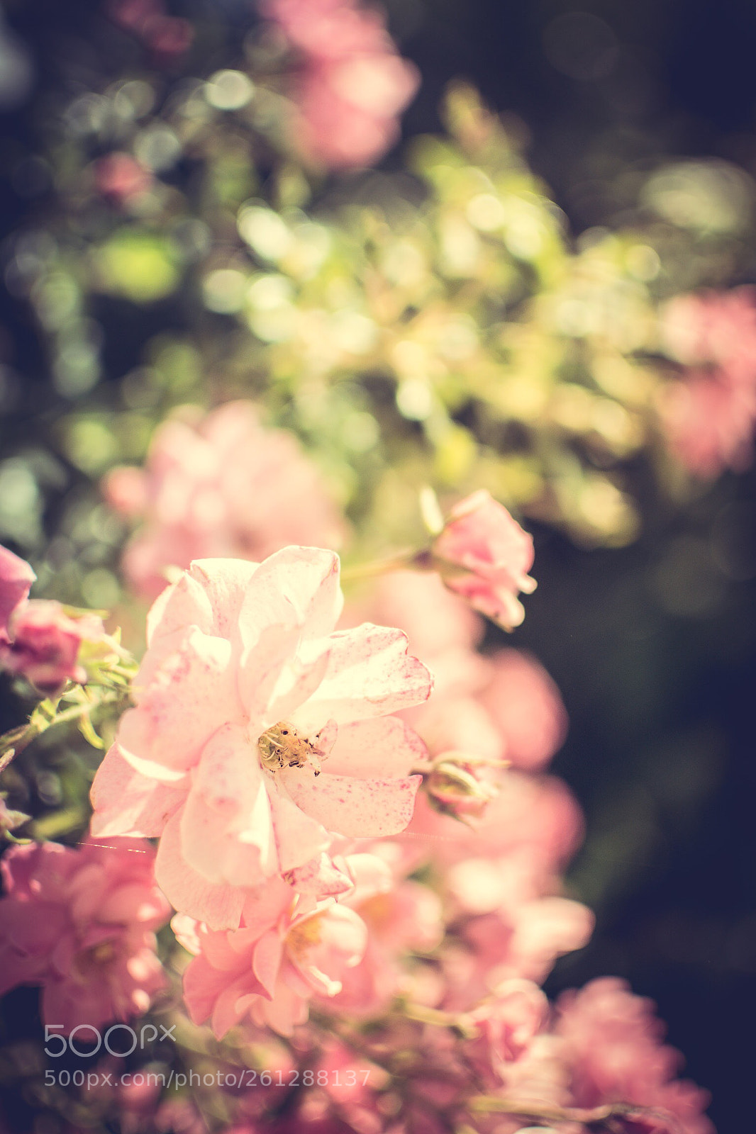 Nikon D3300 sample photo. Flower photography