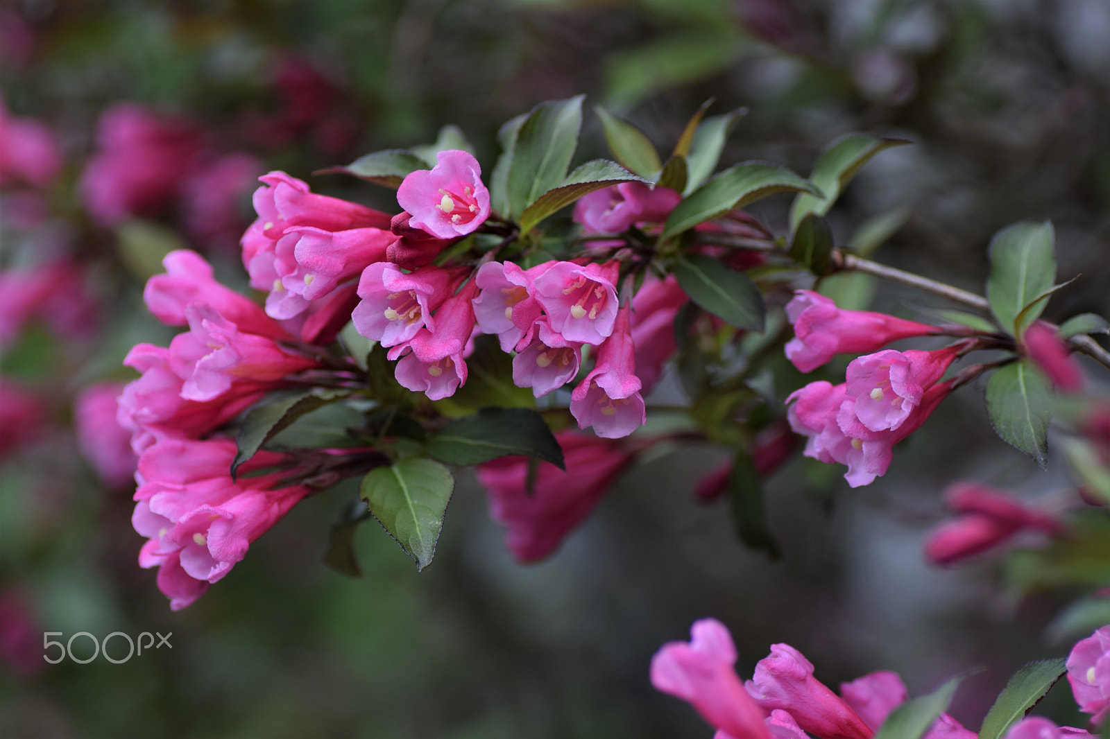 Nikon D3300 sample photo. Weigelia photography