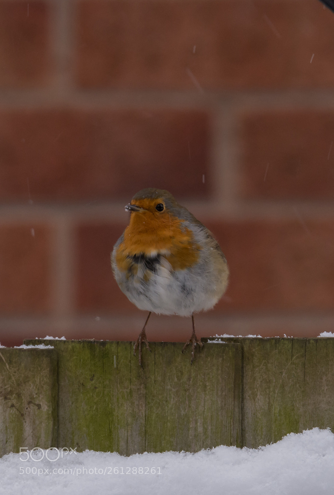 Nikon D7200 sample photo. Robin photography