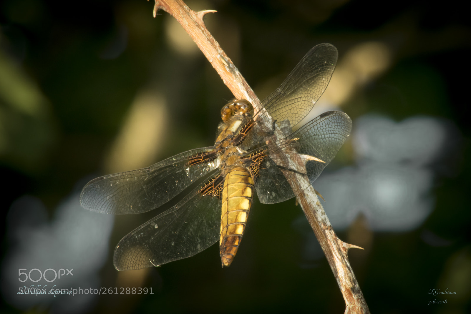 Nikon D5300 sample photo. Dragonfly (libellula depressa) photography