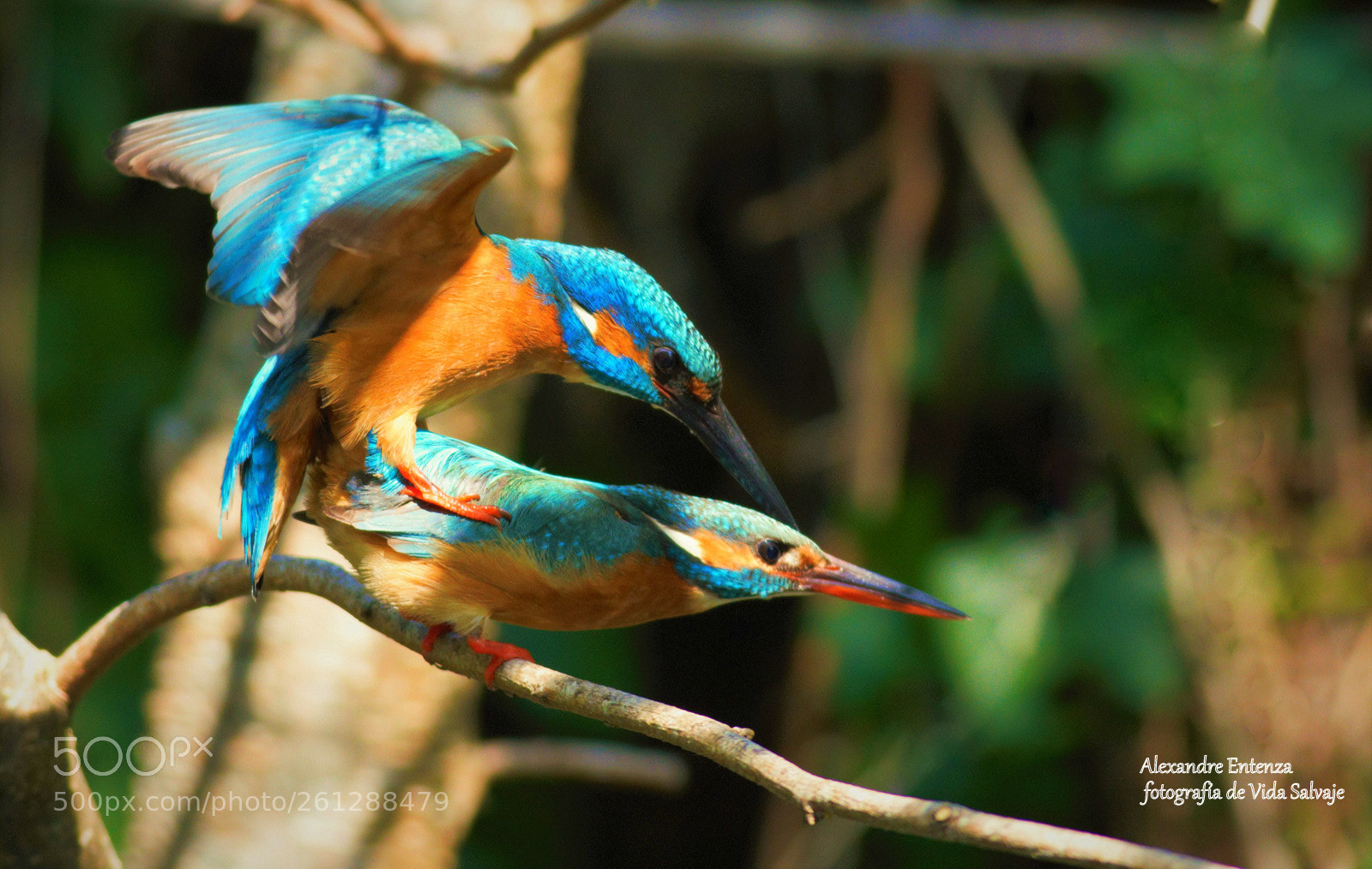 Canon EOS 7D sample photo. Untitled photography