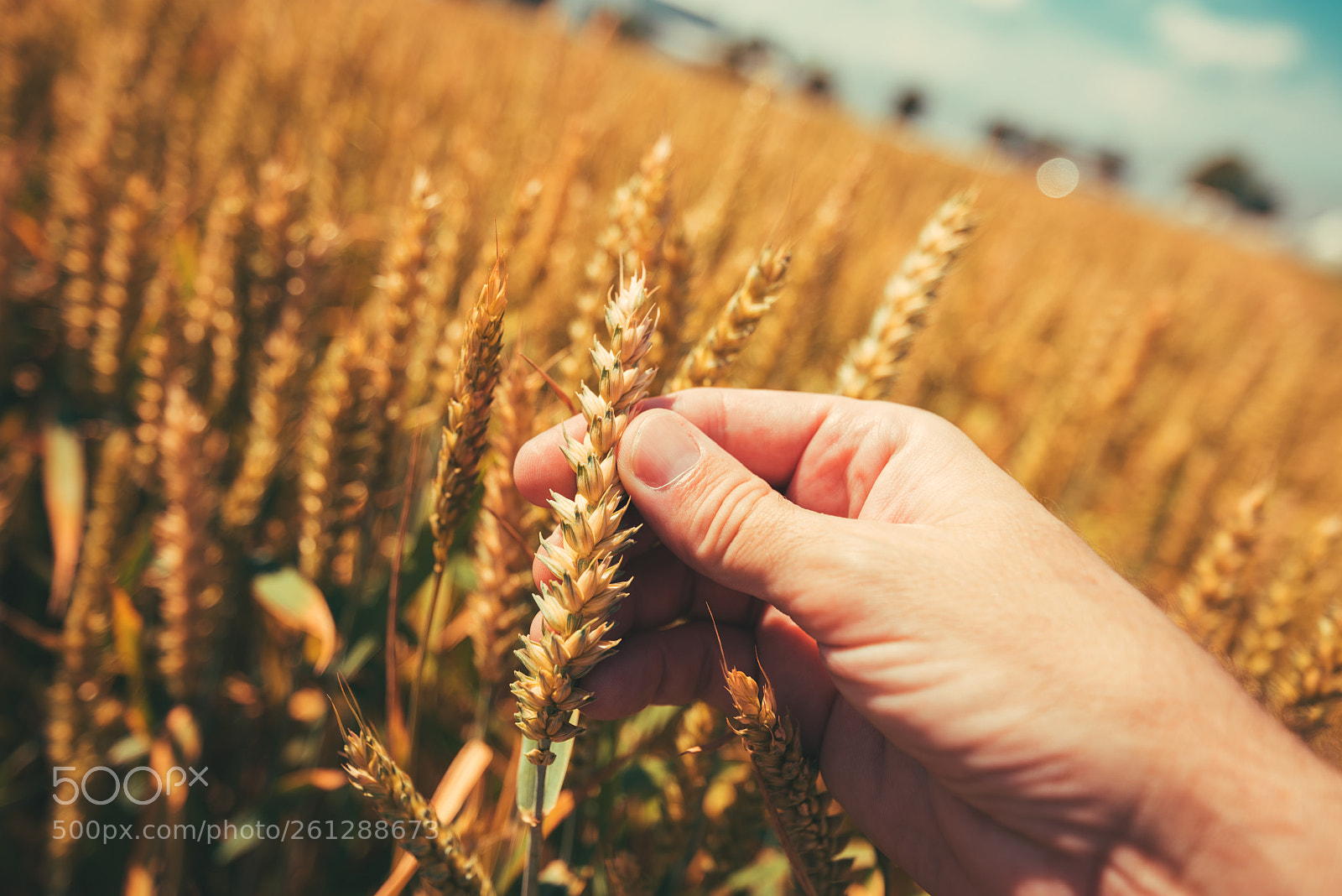 Nikon D810 sample photo. Farmer's hand touching ripe photography