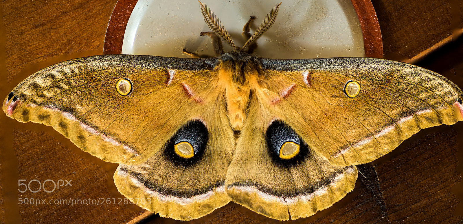 Nikon D750 sample photo. Moth photography
