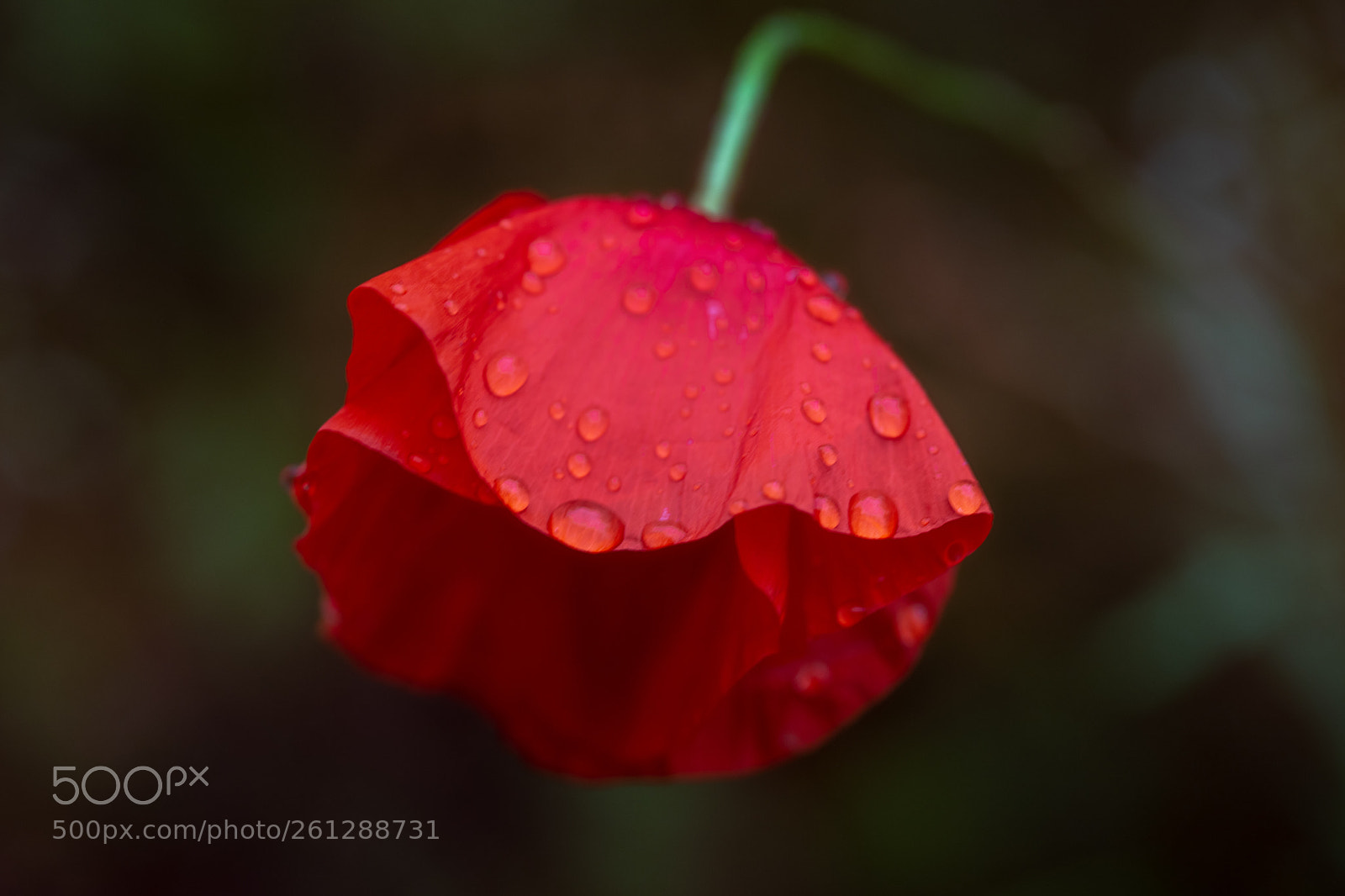 Canon EOS 6D Mark II sample photo. Poppy in the rain photography