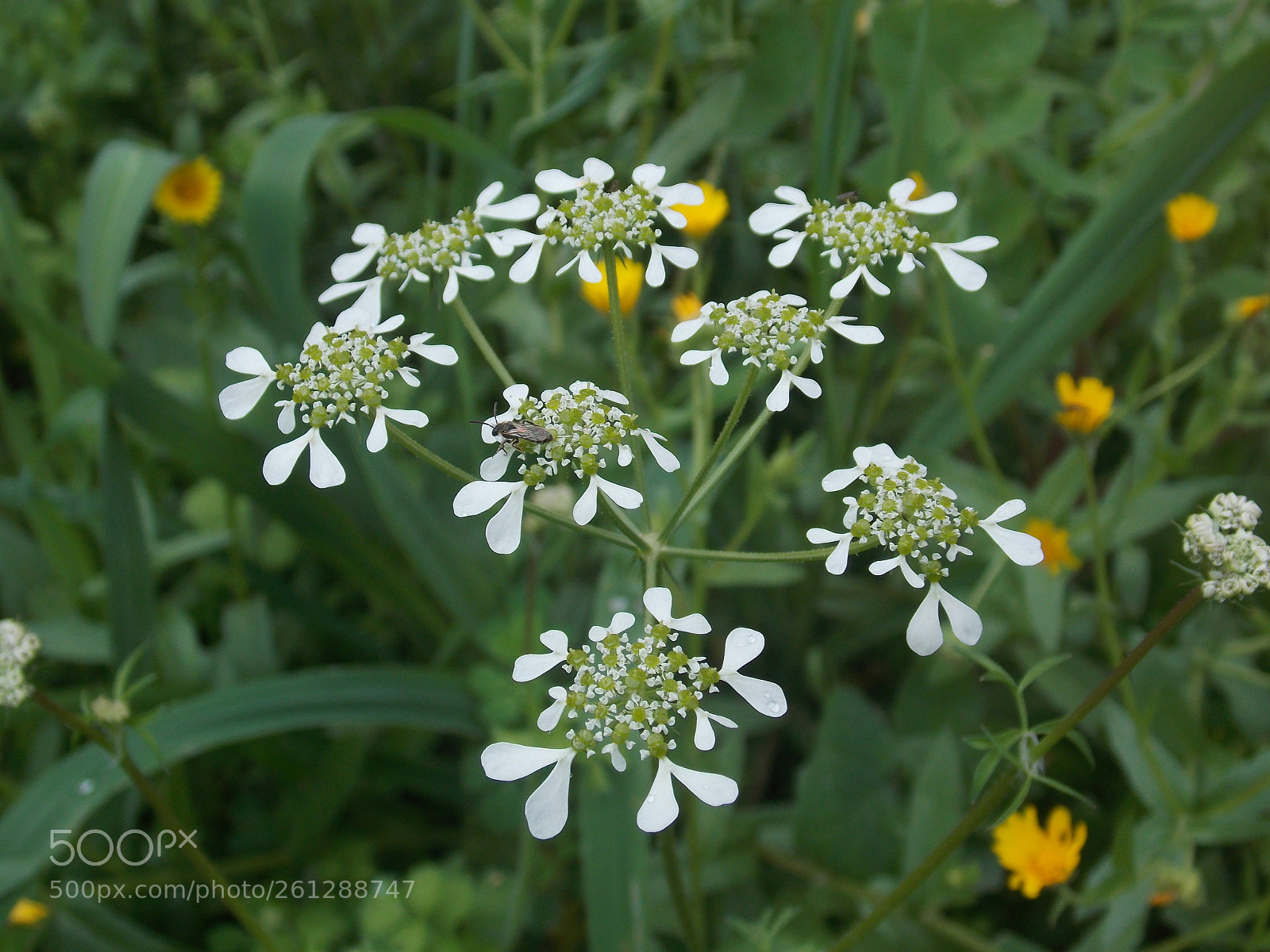 Nikon Coolpix L810 sample photo. White flower photography