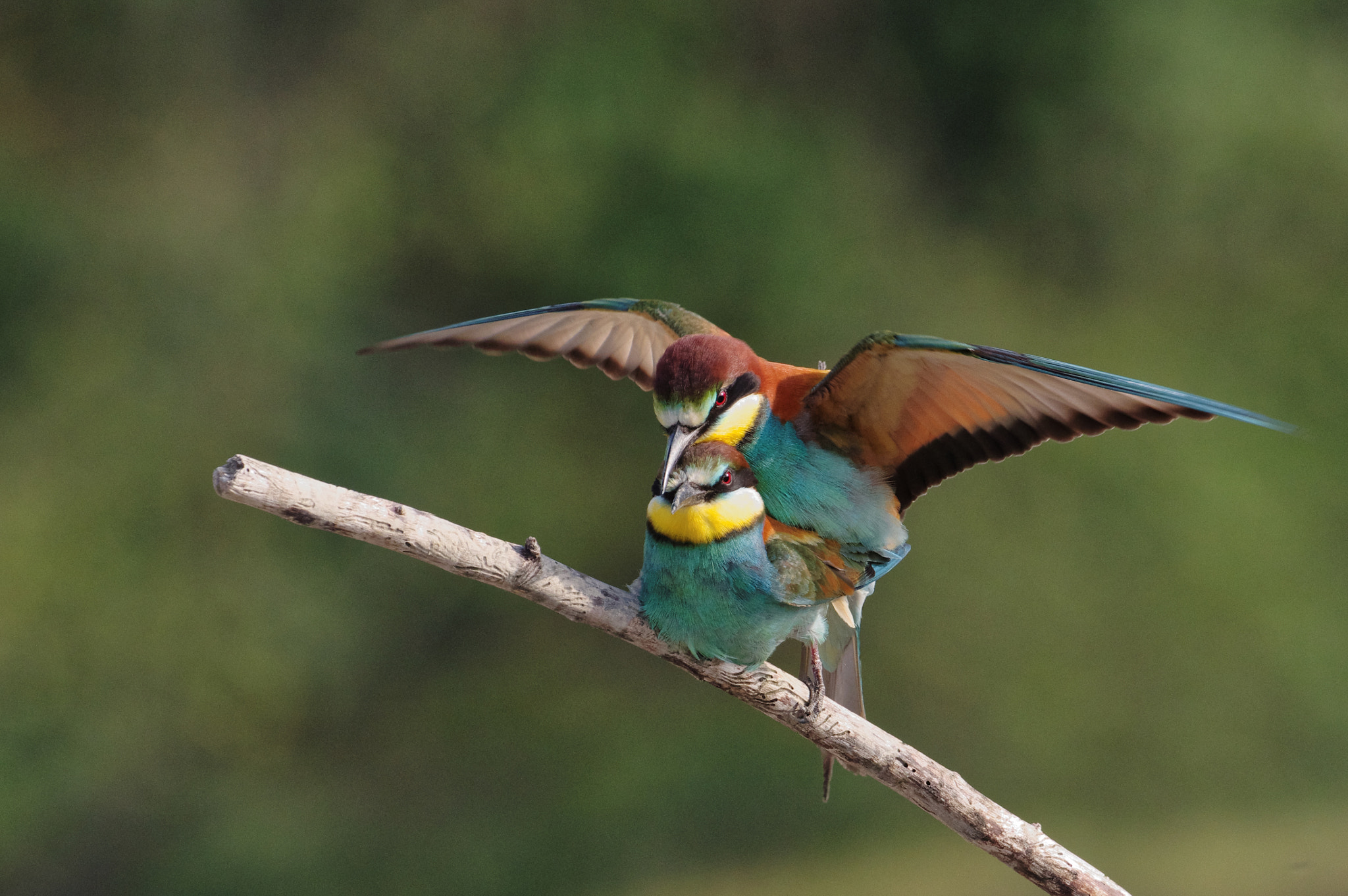 Pentax K-3 II + Pentax D FA 150-450mm F4.5-5.6 ED DC AW sample photo. Bee-eater mating photography