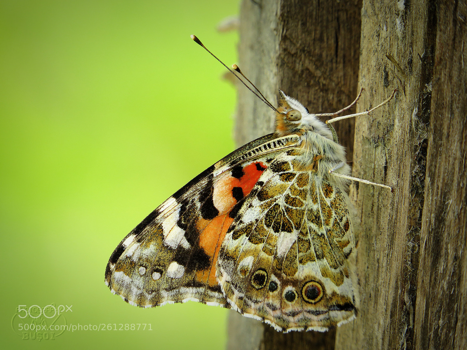 Canon PowerShot SX540 HS sample photo. Butterfly_4 photography