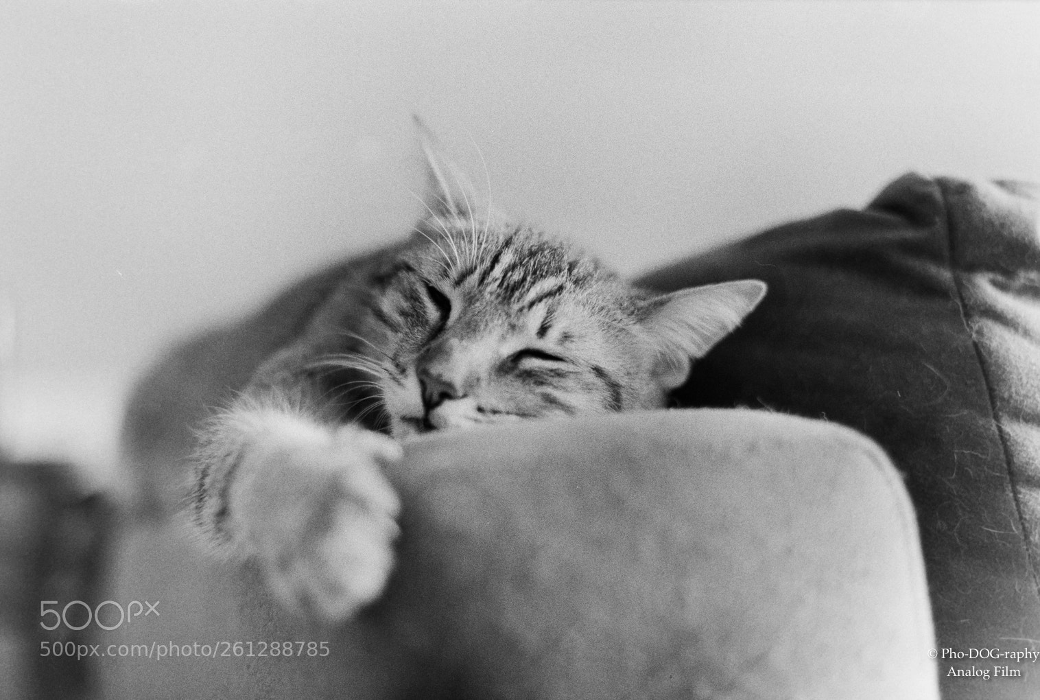 Sony a6000 sample photo. Mr. wilson sleeps photography