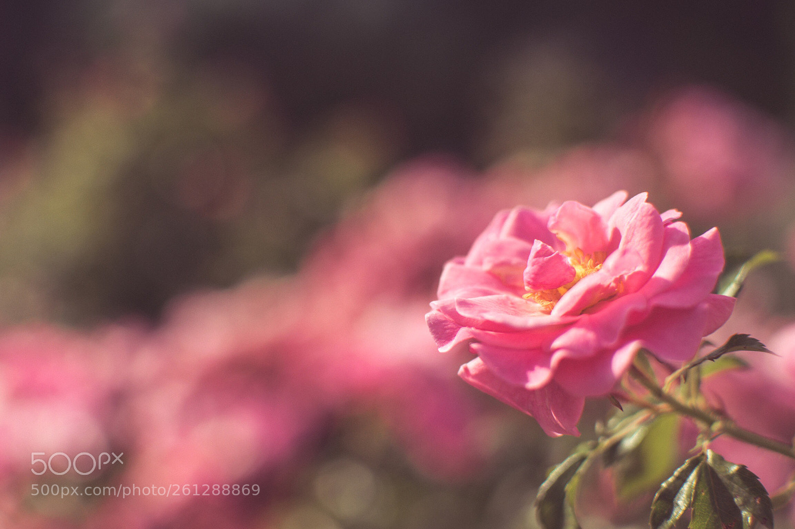 Nikon D3300 sample photo. Flower photography