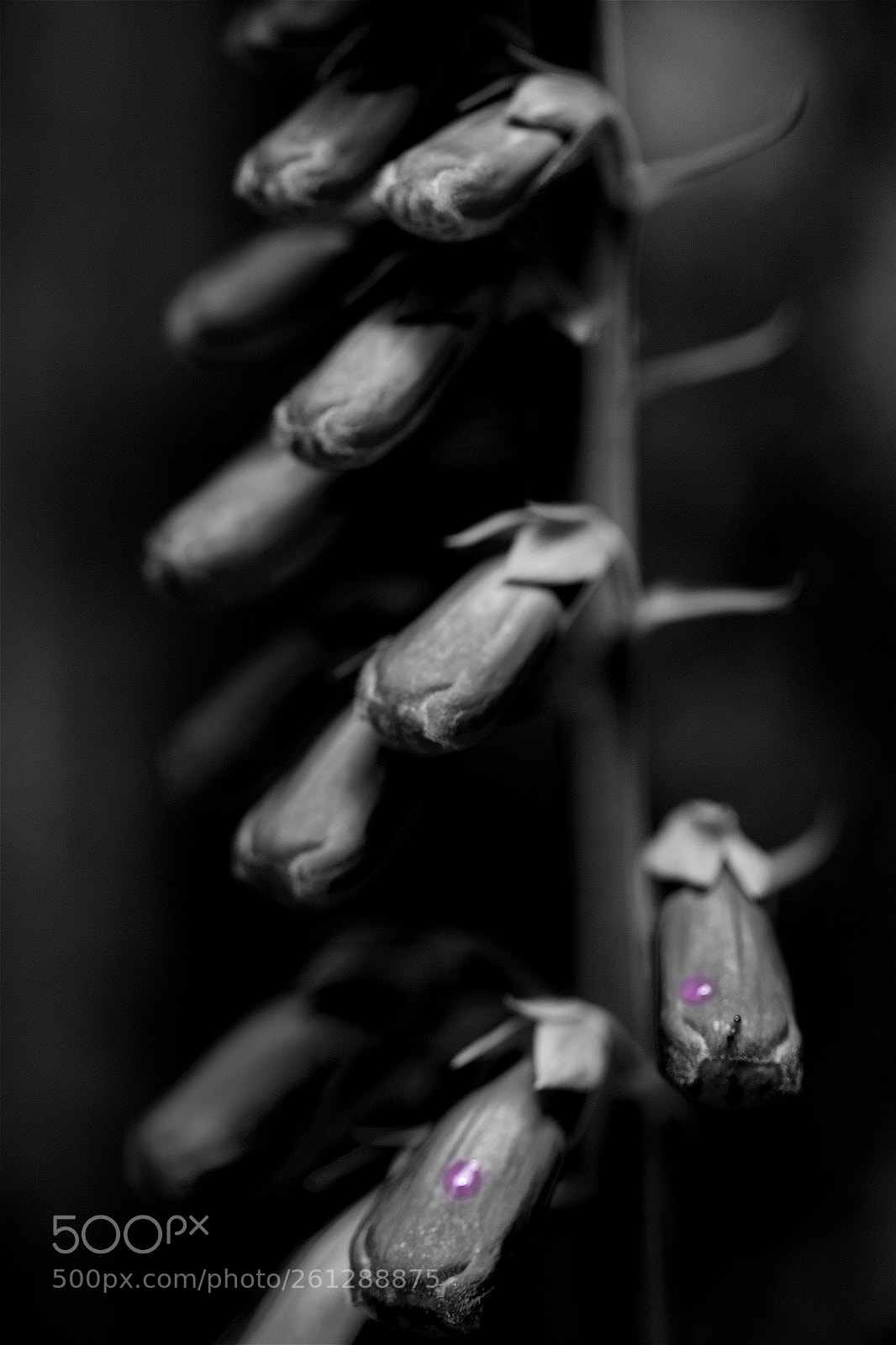 Canon EOS 6D sample photo. Silence photography