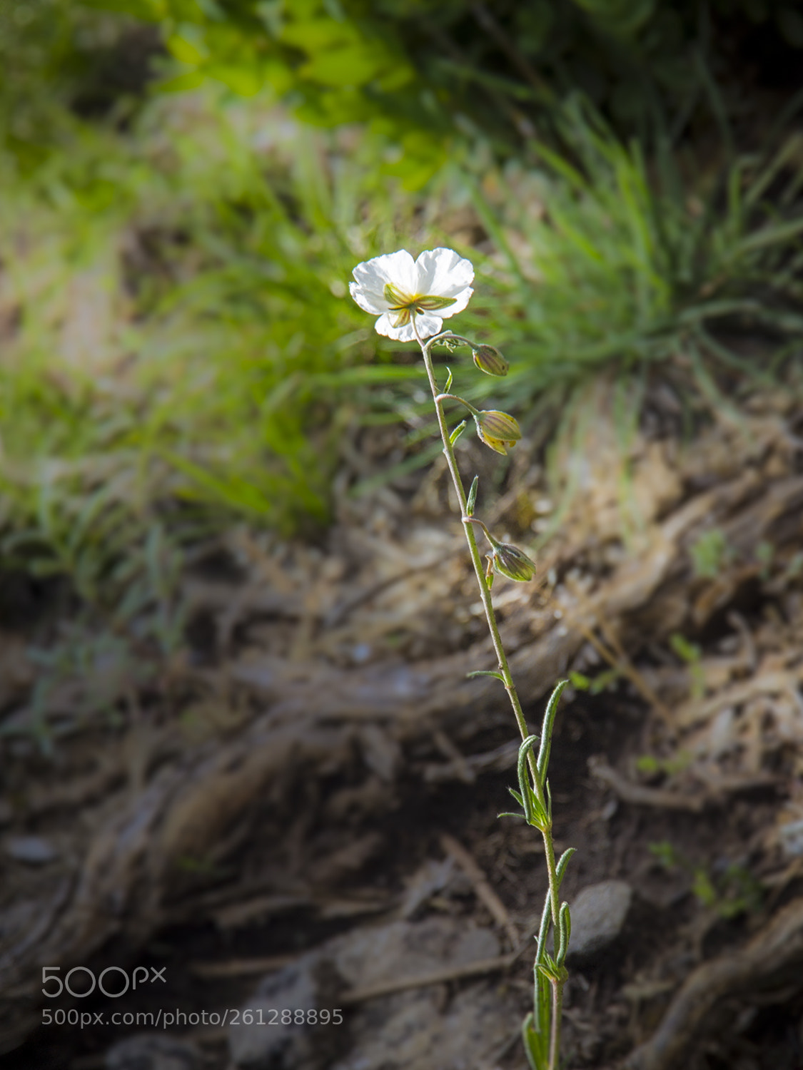 Canon EOS 600D (Rebel EOS T3i / EOS Kiss X5) sample photo. Img photography