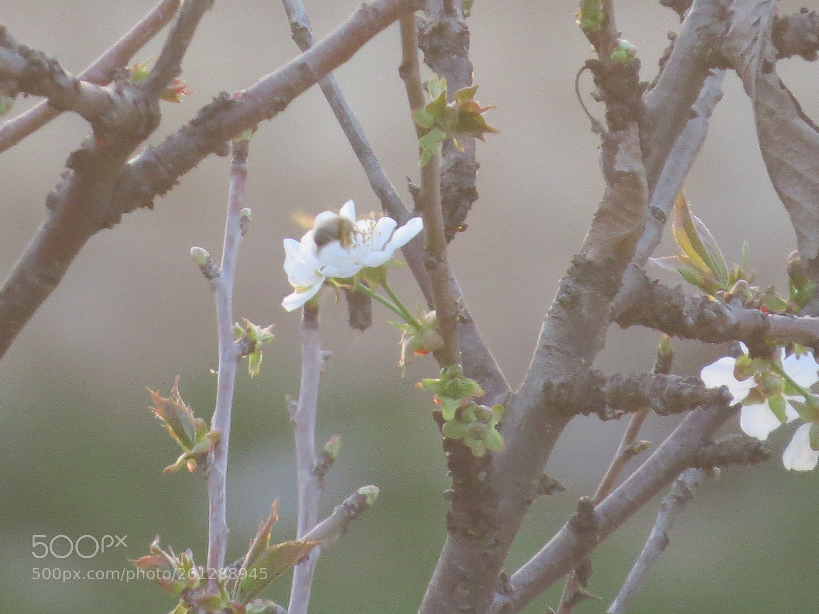 Canon PowerShot SX50 HS sample photo. Untitled photography
