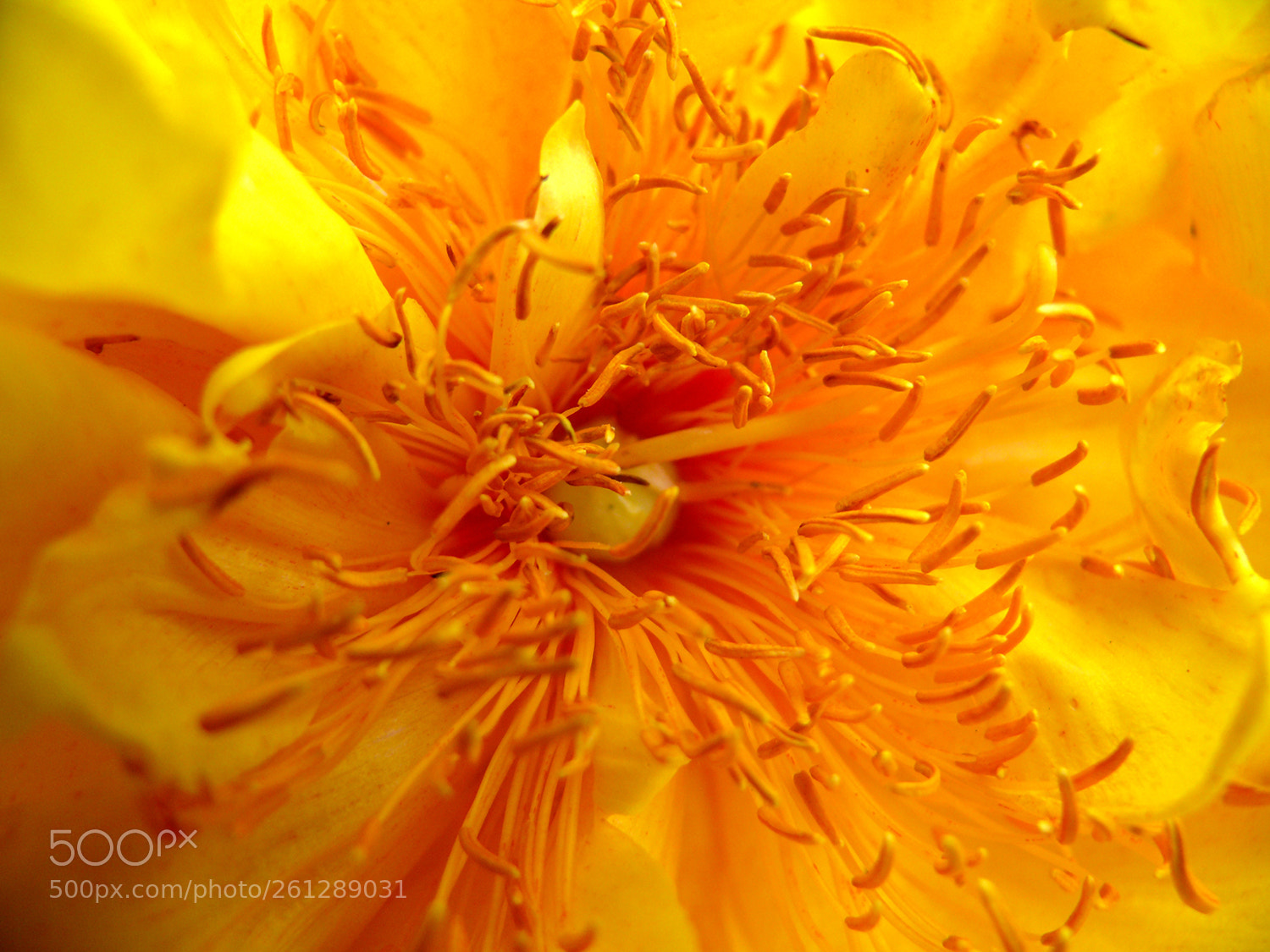 Panasonic DMC-FZ50 sample photo. Yellow flower photography