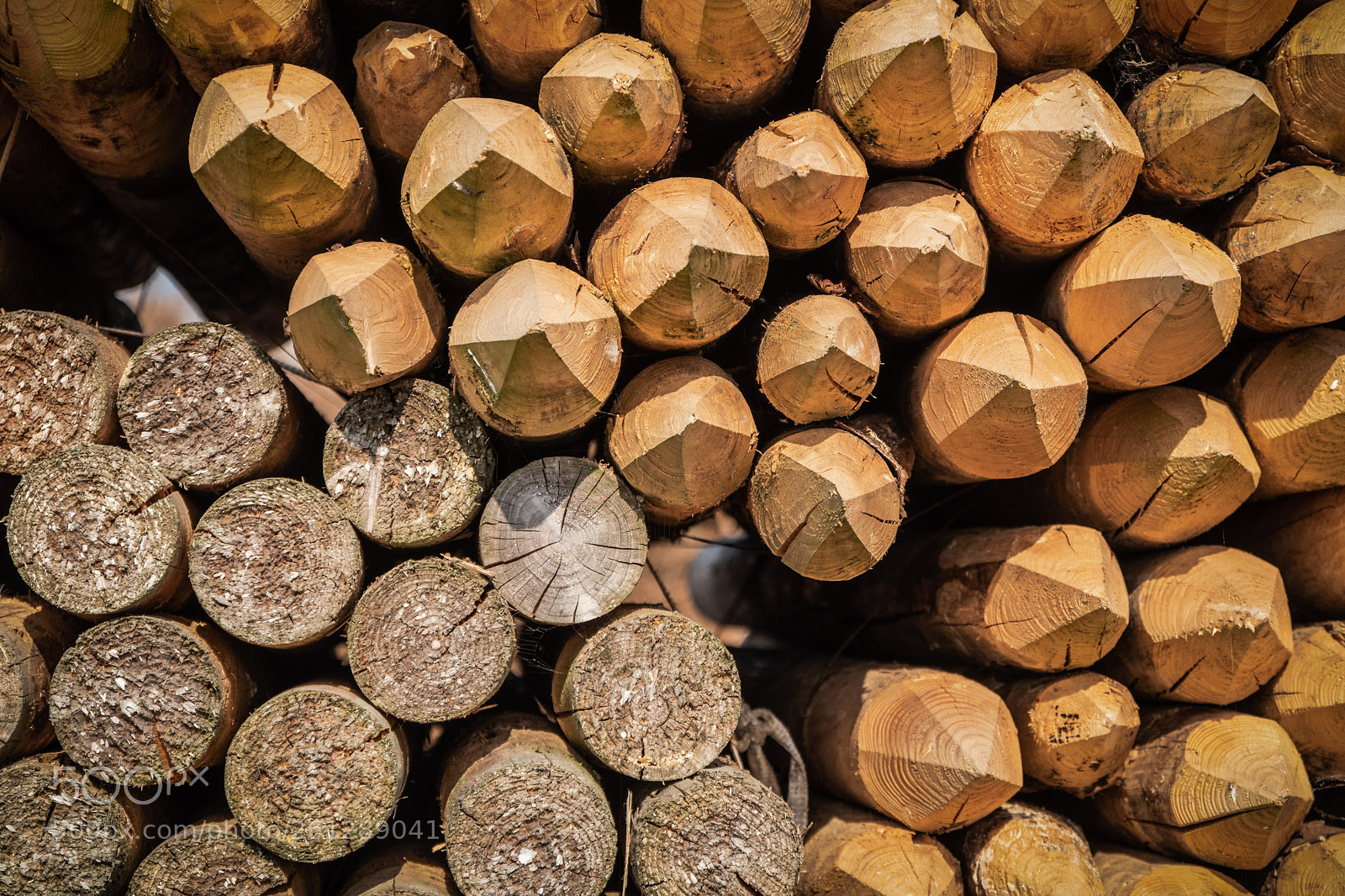 Pentax K-S2 sample photo. Wooden poles #2 photography