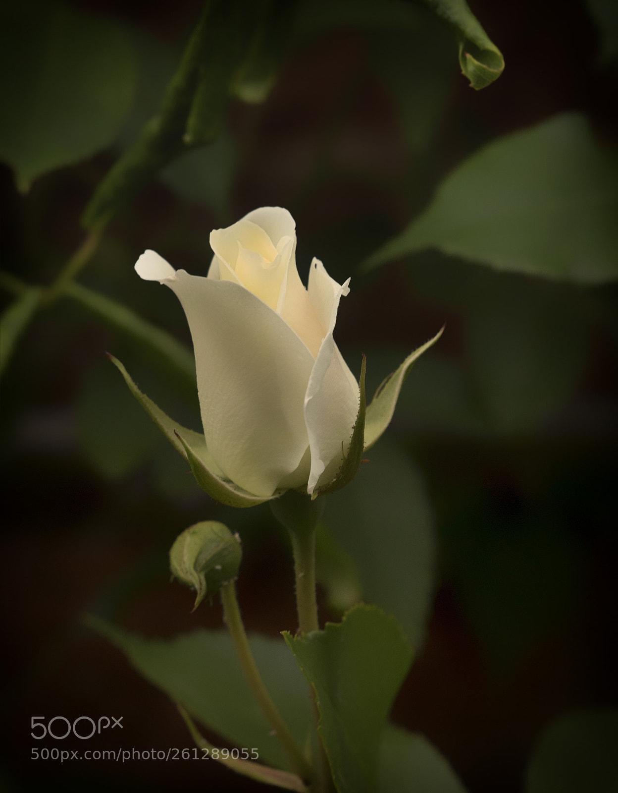 Canon EOS 7D Mark II sample photo. White  rose photography