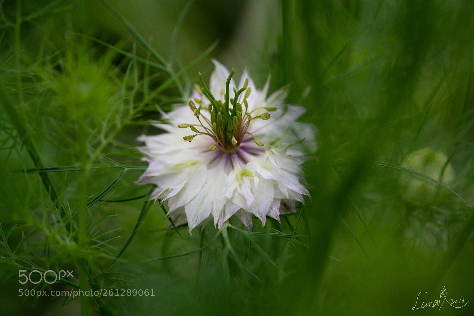 Sony a7R II sample photo. What a beautiful flower  photography