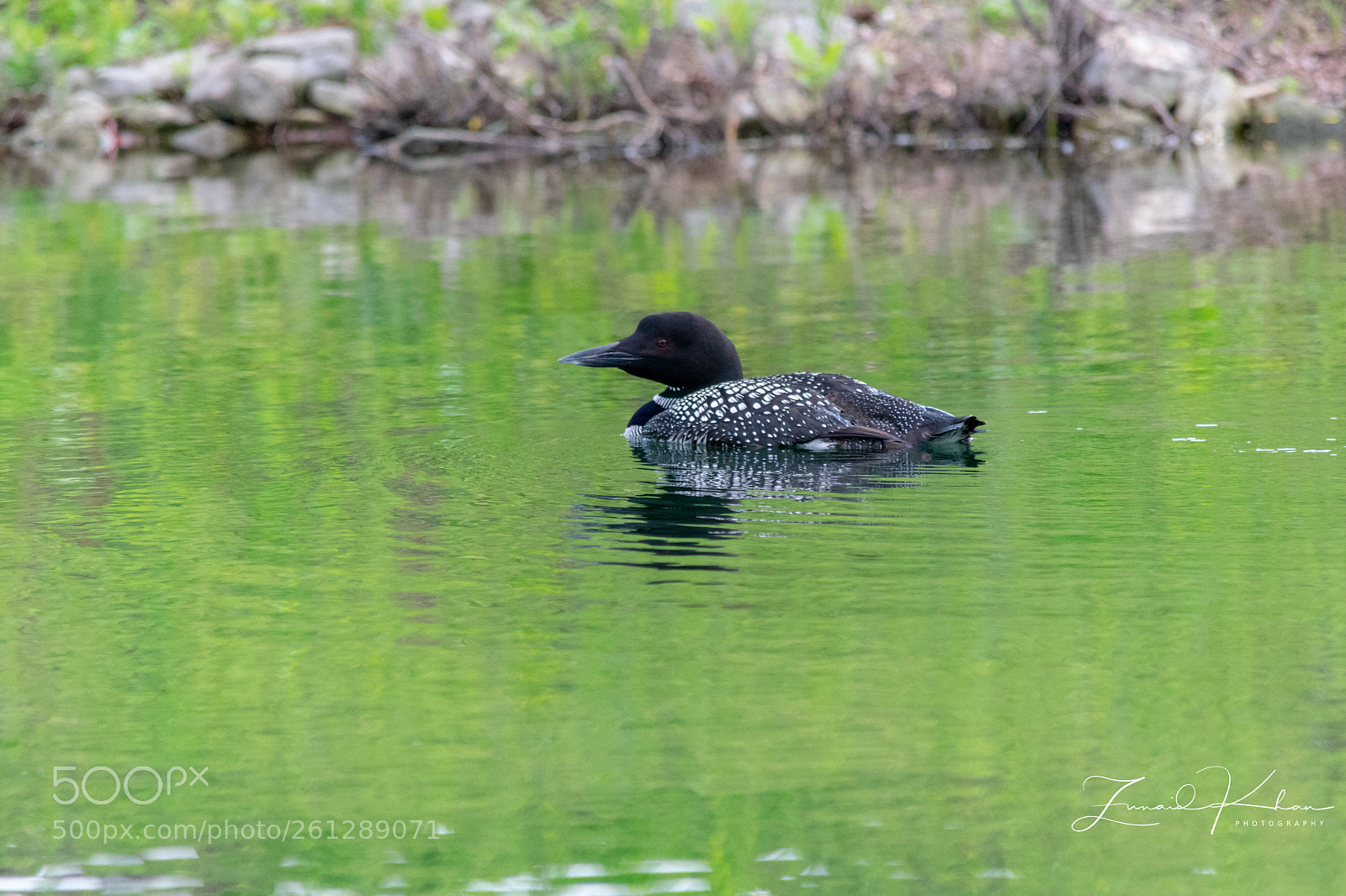 Nikon D3400 sample photo. Common loon  photography